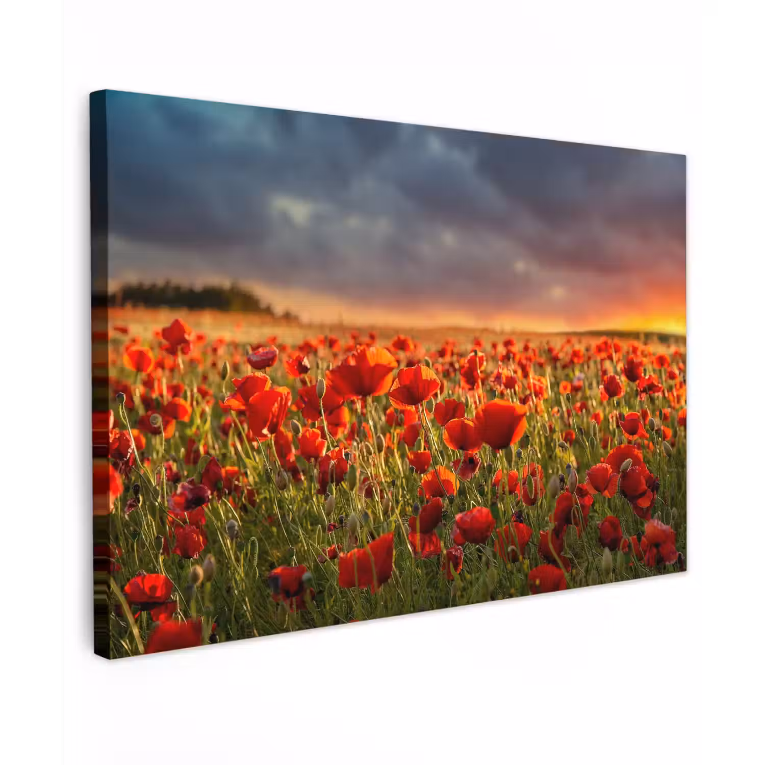 Klaprozenveld bij zonsondergang Tuinposter op houten frame 2 cm dik klein -3d