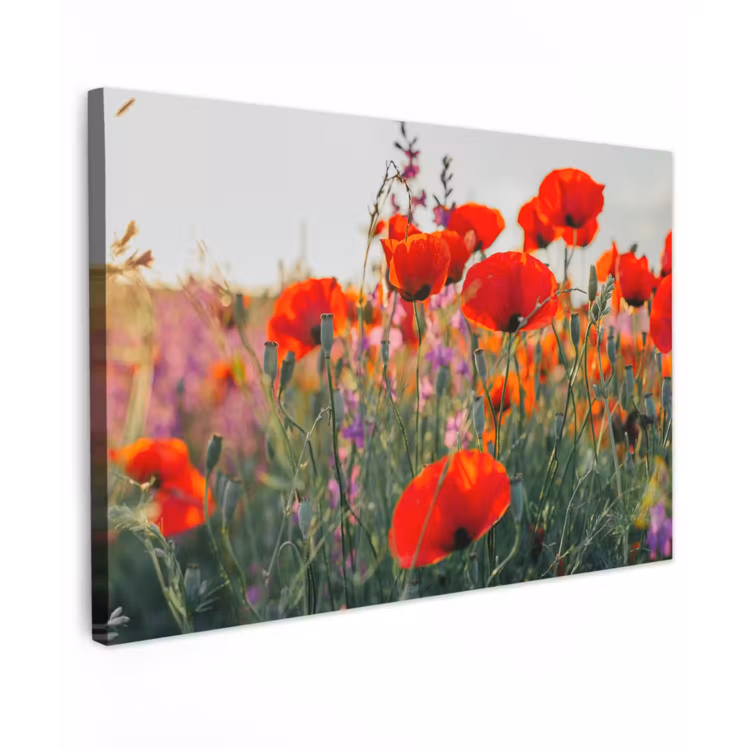 Klaproos - Bloemen - Rood - Paars - Weide Tuinposter op houten frame 2 cm dik klein -3d