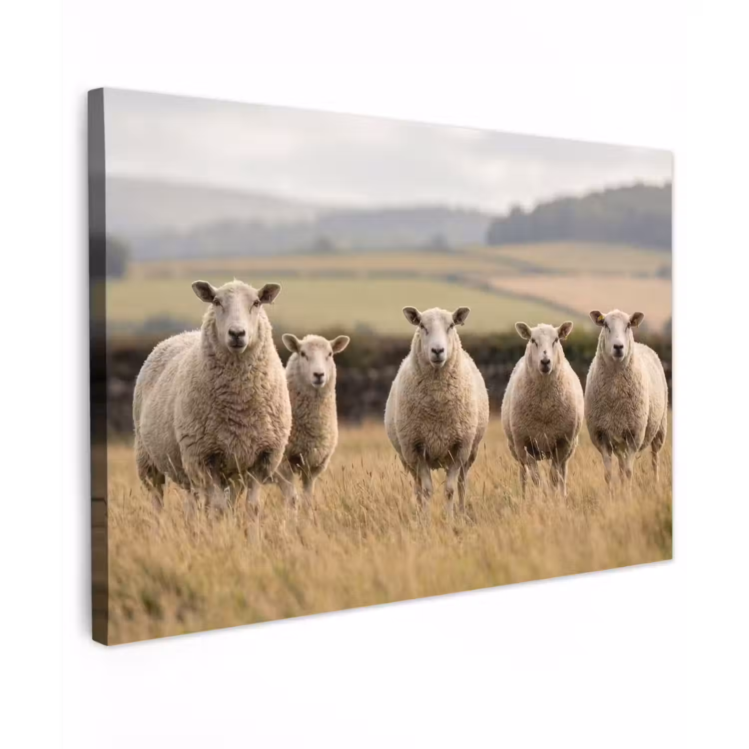 Schapen - Weidenlandschap - Heuvels Tuinposter op houten frame 2 cm dik klein -3d