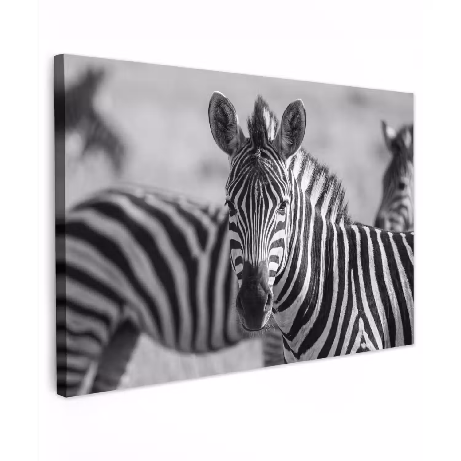 Zebra's - Zwart - Wit Tuinposter op houten frame 2 cm dik klein -3d
