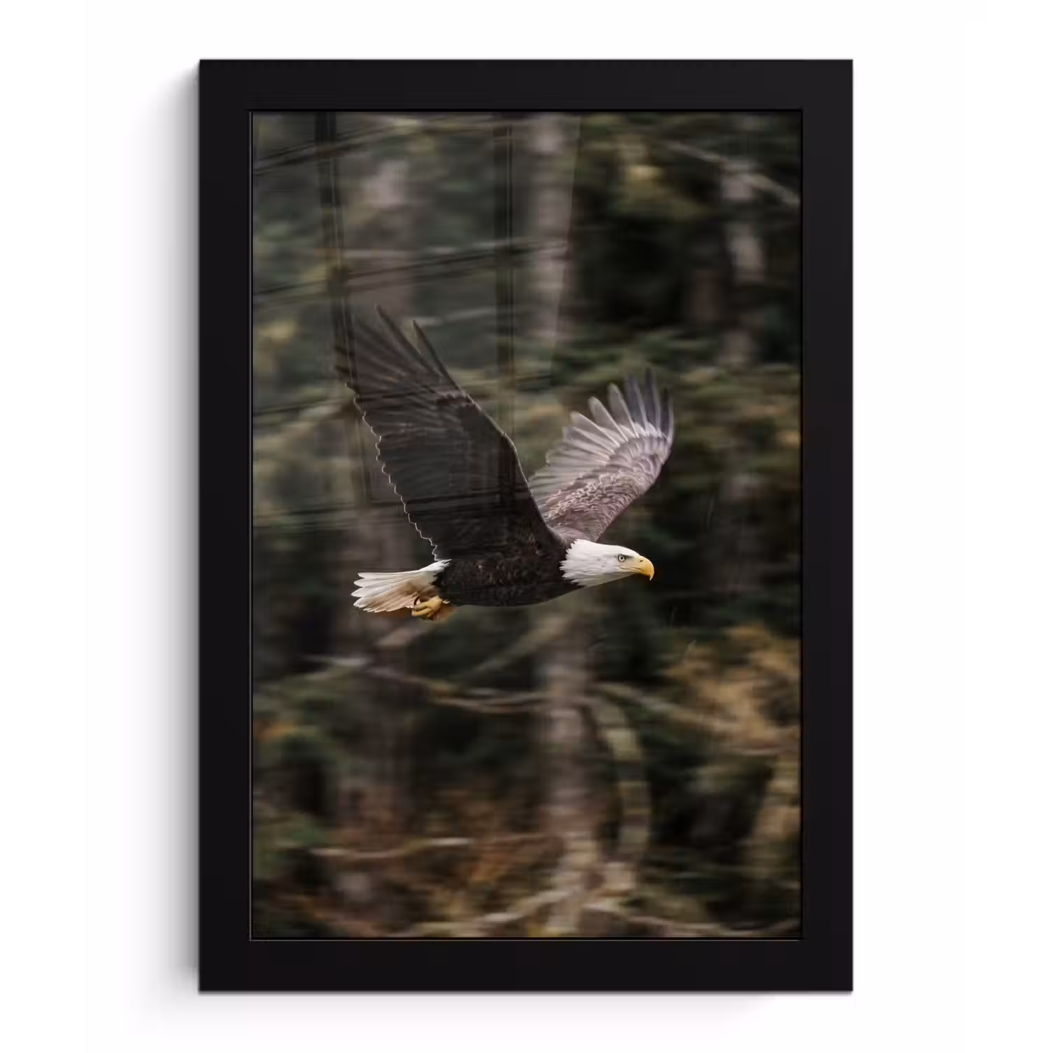 Zeearend - Vliegen - Bos - Natuur fotolijst zwart zonder passe partout klein -3d