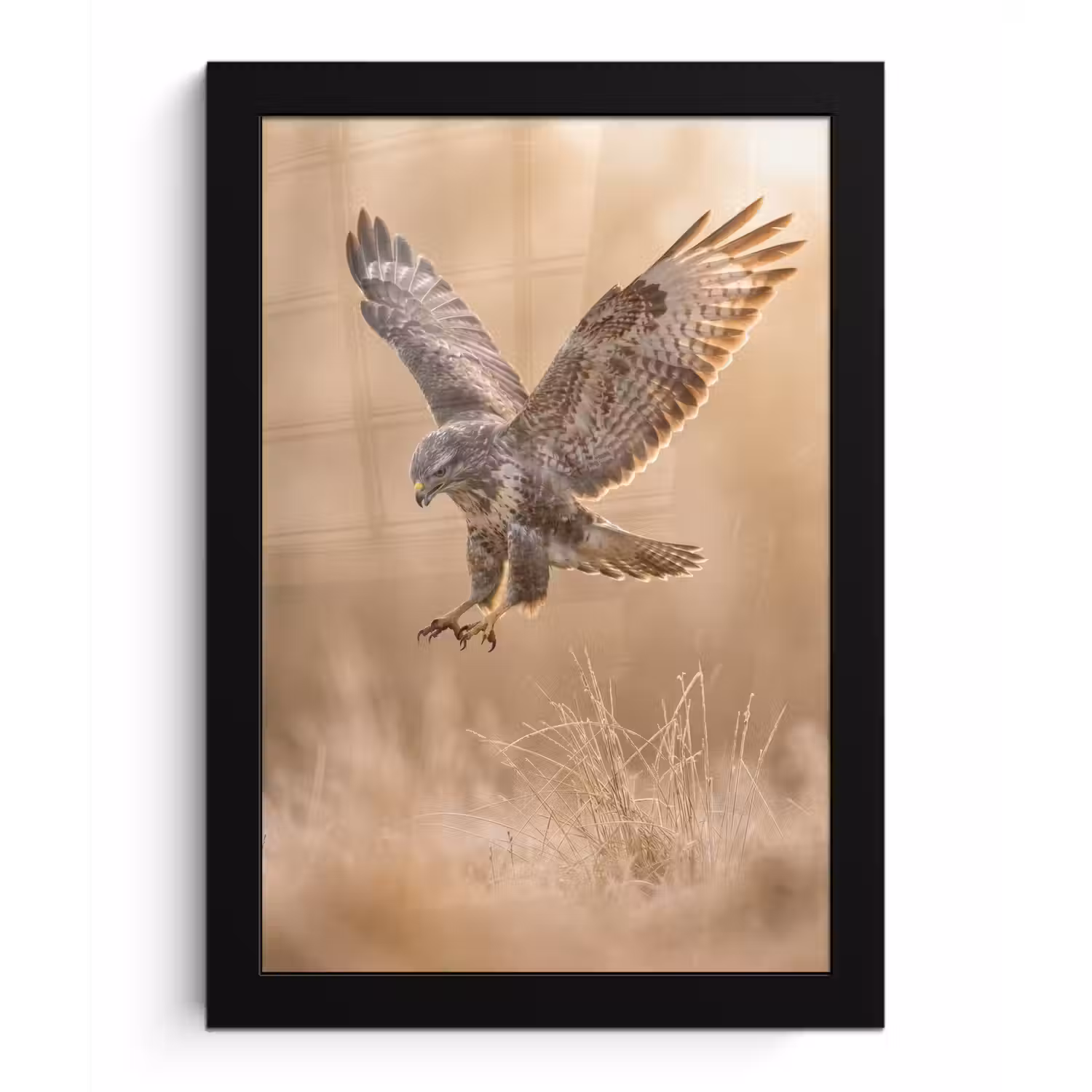 Buizerd - Roofvogel - Natuur - Bruin fotolijst zwart zonder passe partout klein -3d
