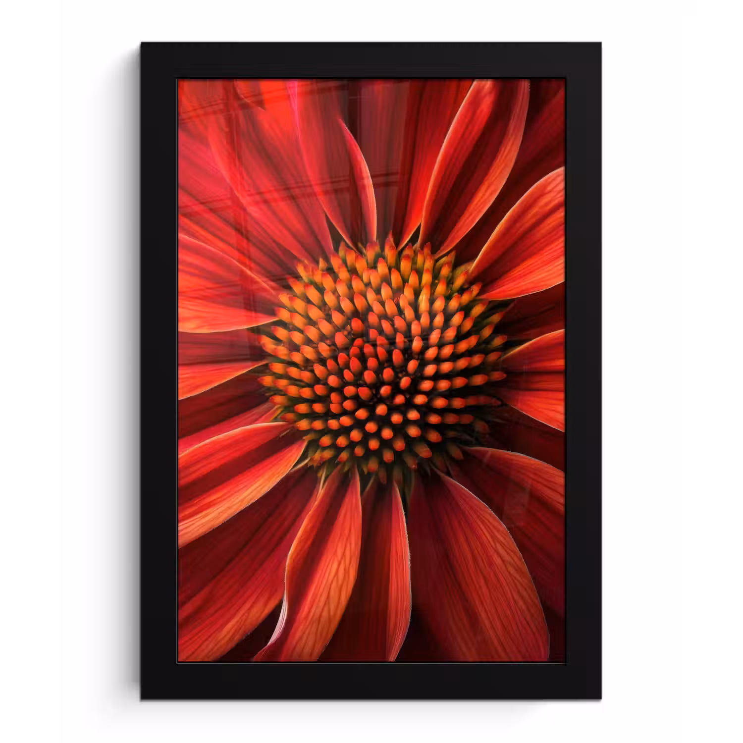 Close up - Bloem- Rood fotolijst zwart zonder passe partout klein -3d