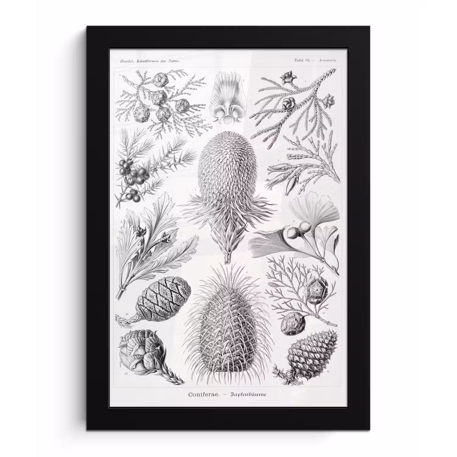 Coniferen - Ernst Haeckel - Kunst - Retro - Illustratie - Natuur fotolijst zwart zonder passe partout klein -3d