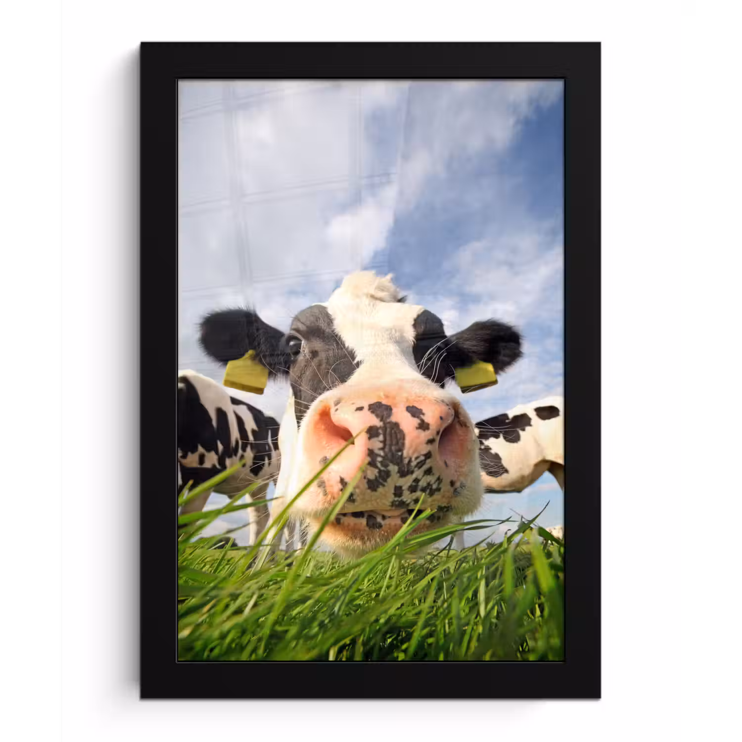Koe - Boerderij - Gras - Dieren fotolijst zwart zonder passe partout klein -3d