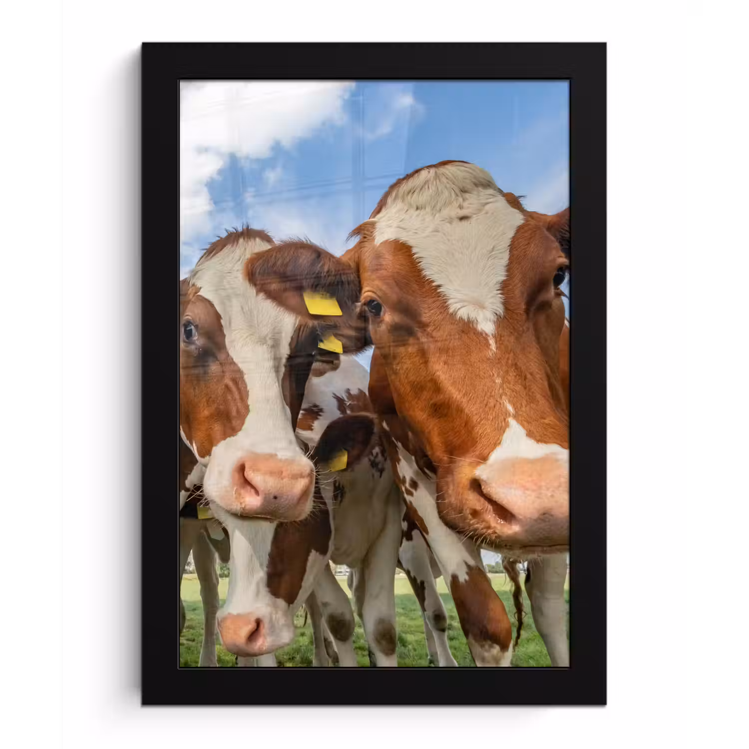 Koeien - Dieren - Weiland - Natuur fotolijst zwart zonder passe partout klein -3d