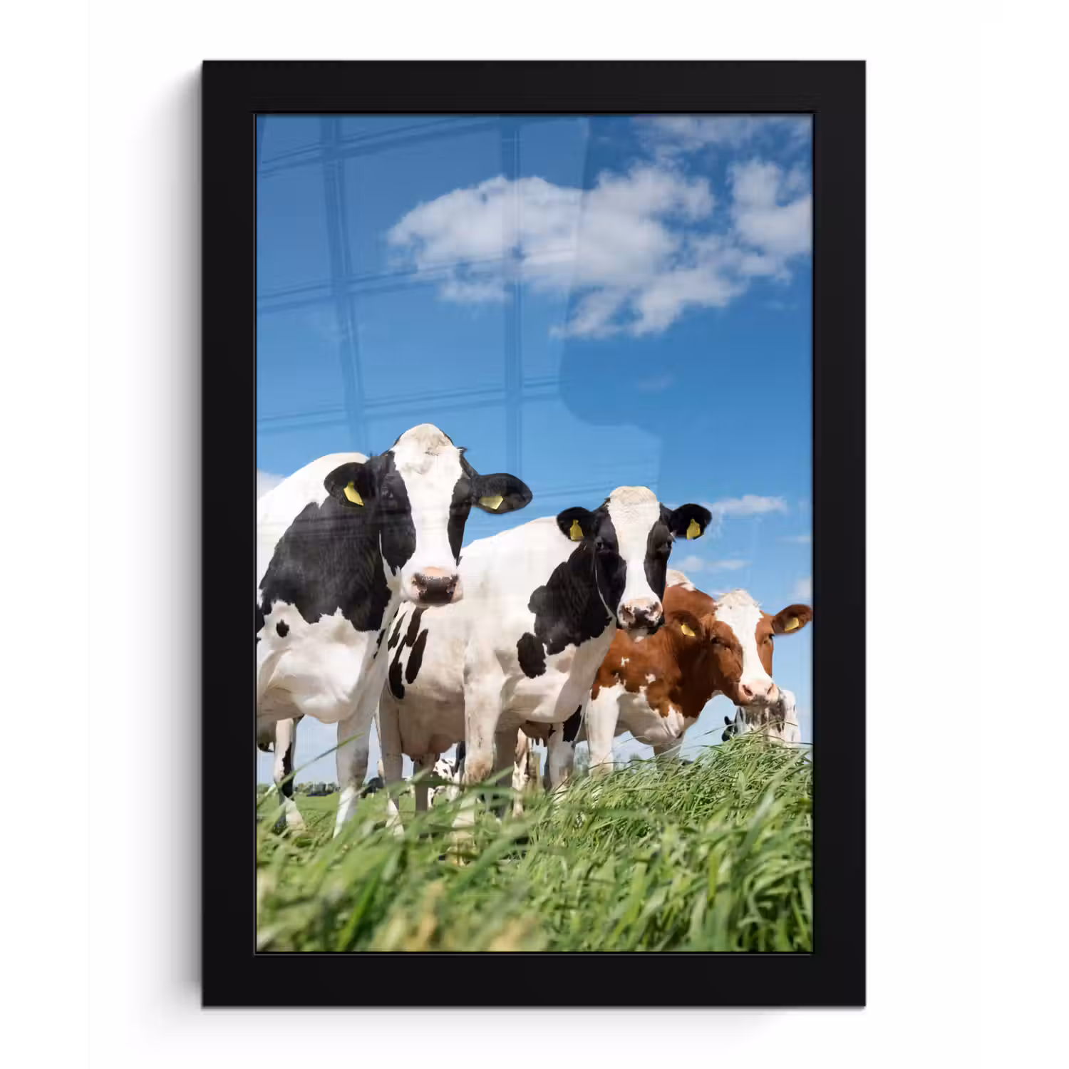 Koeien - Platteland - Weiland - Natuur - Dieren fotolijst zwart zonder passe partout klein -3d