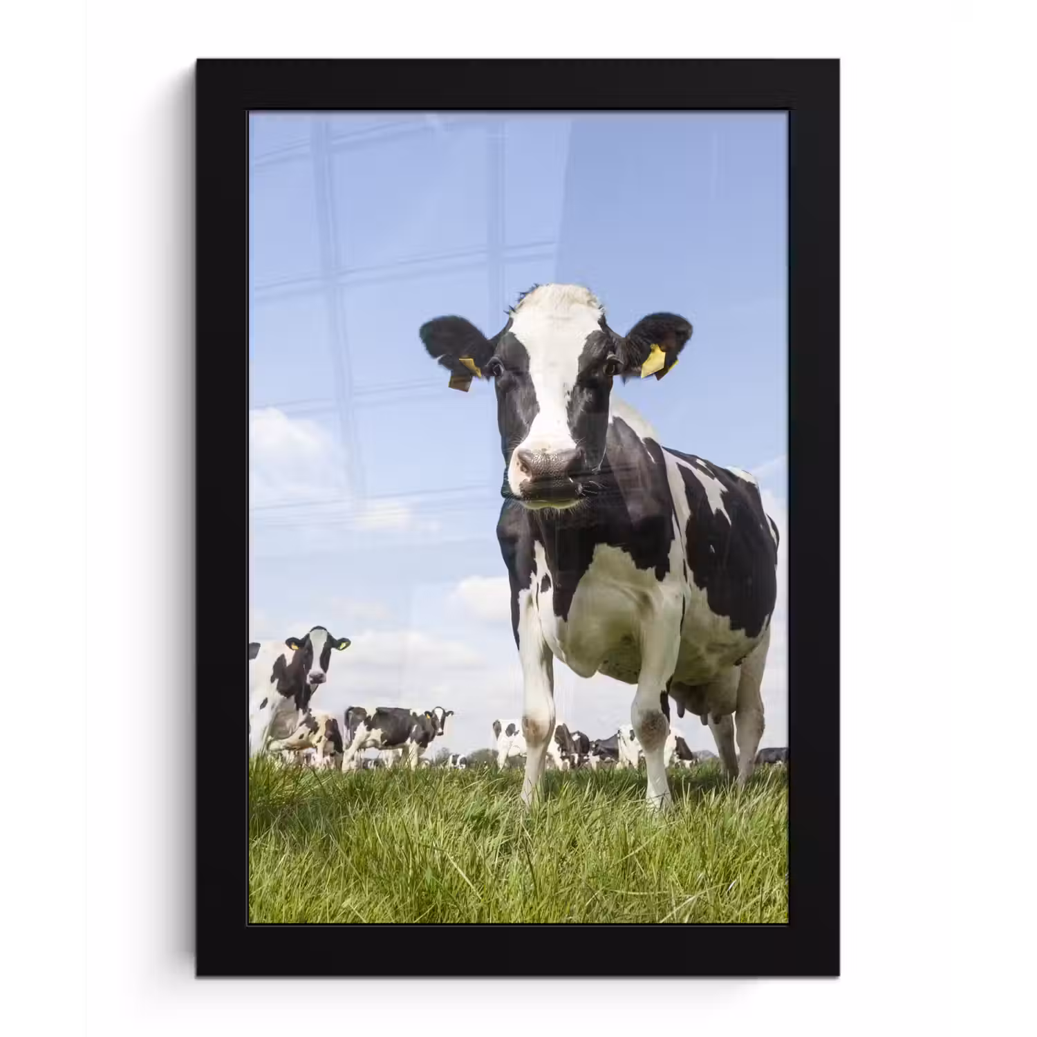 Koeien - Gras - Dieren - Zon - Boerderij fotolijst zwart zonder passe partout klein -3d