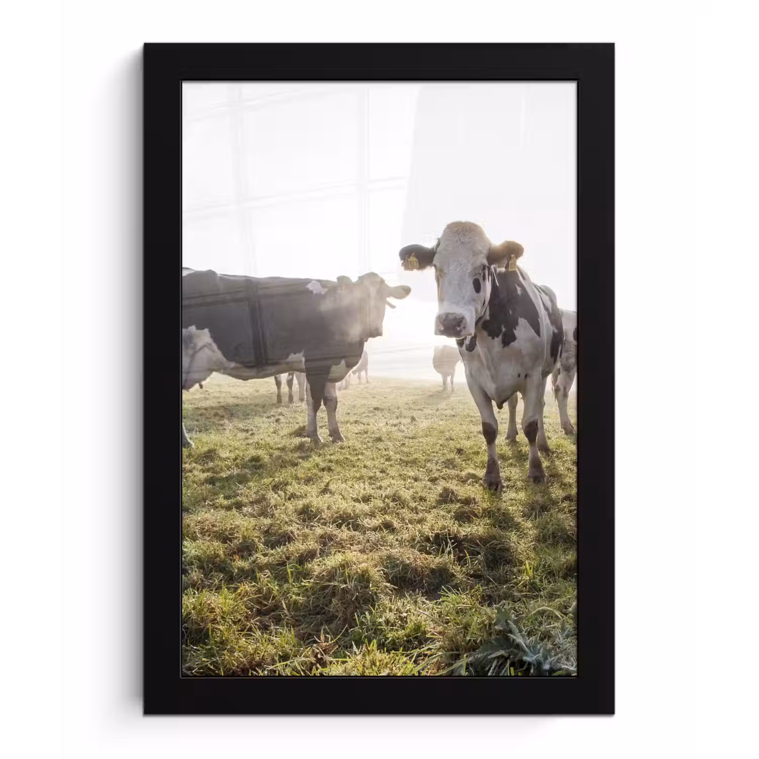 Koeien - Licht - Gras - Dieren fotolijst zwart zonder passe partout klein -3d