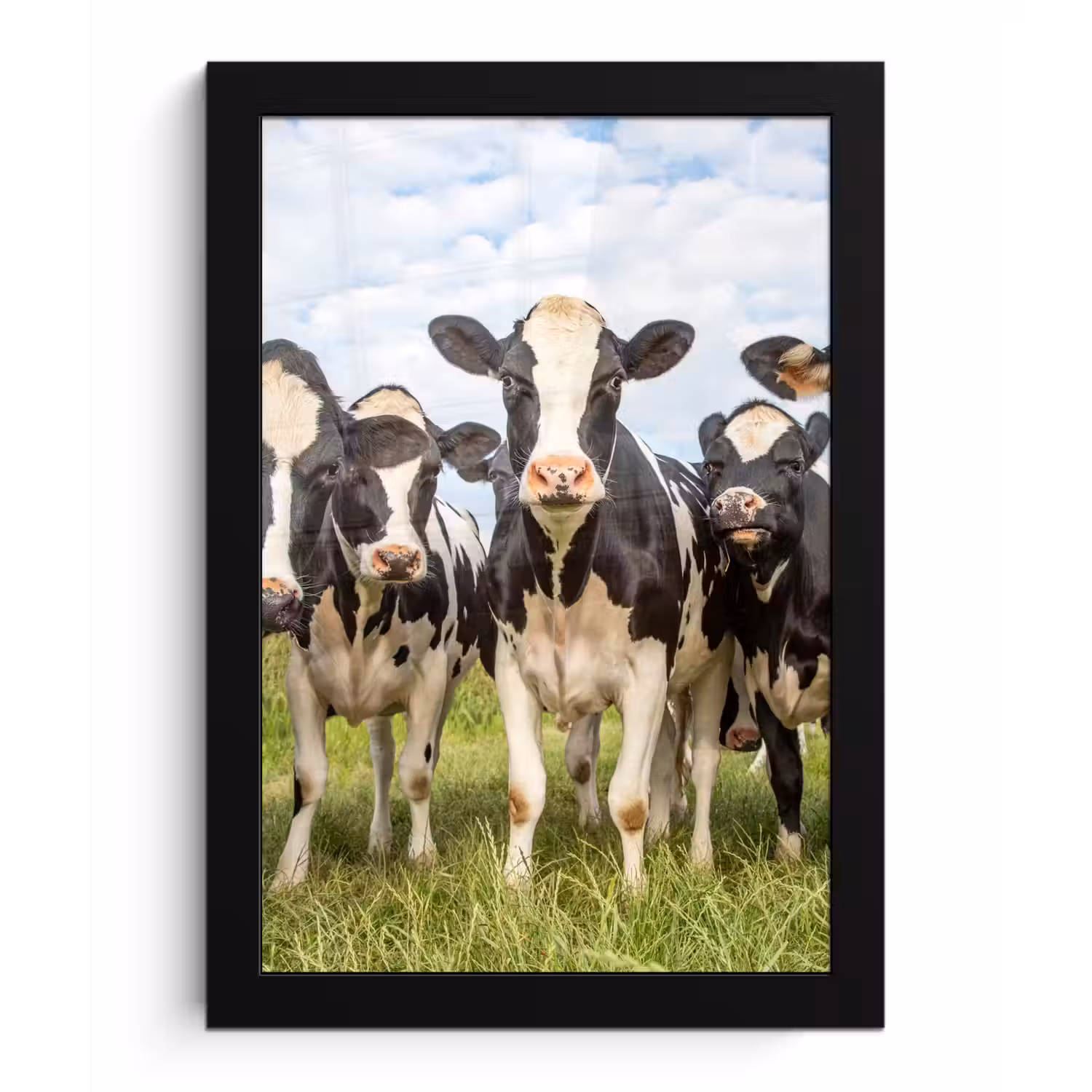 Koeien - Weiland - Dieren - Natuur - Gras fotolijst zwart zonder passe partout klein -3d