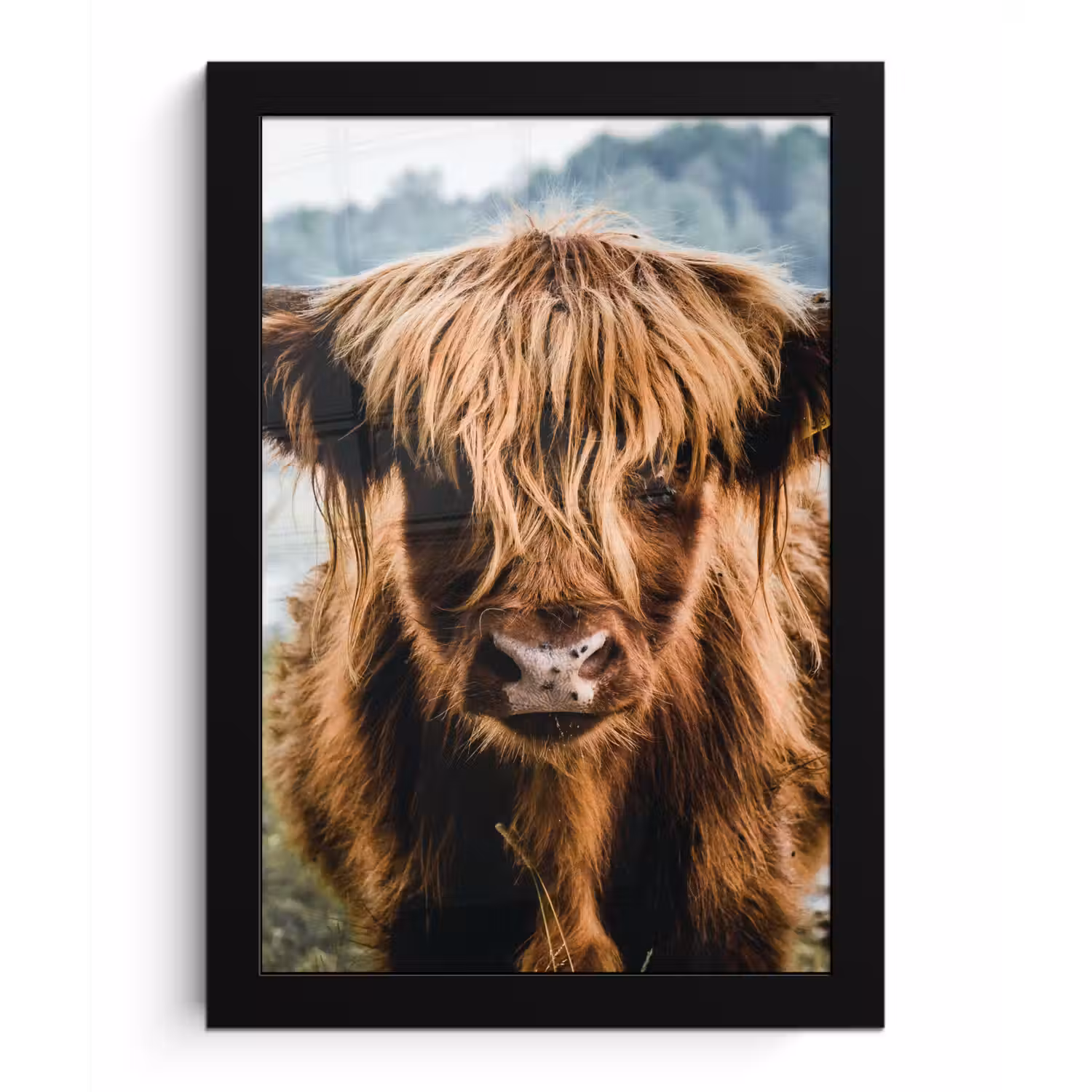 Koeien - Schotse hooglander - Bruin - Natuur fotolijst zwart zonder passe partout klein -3d