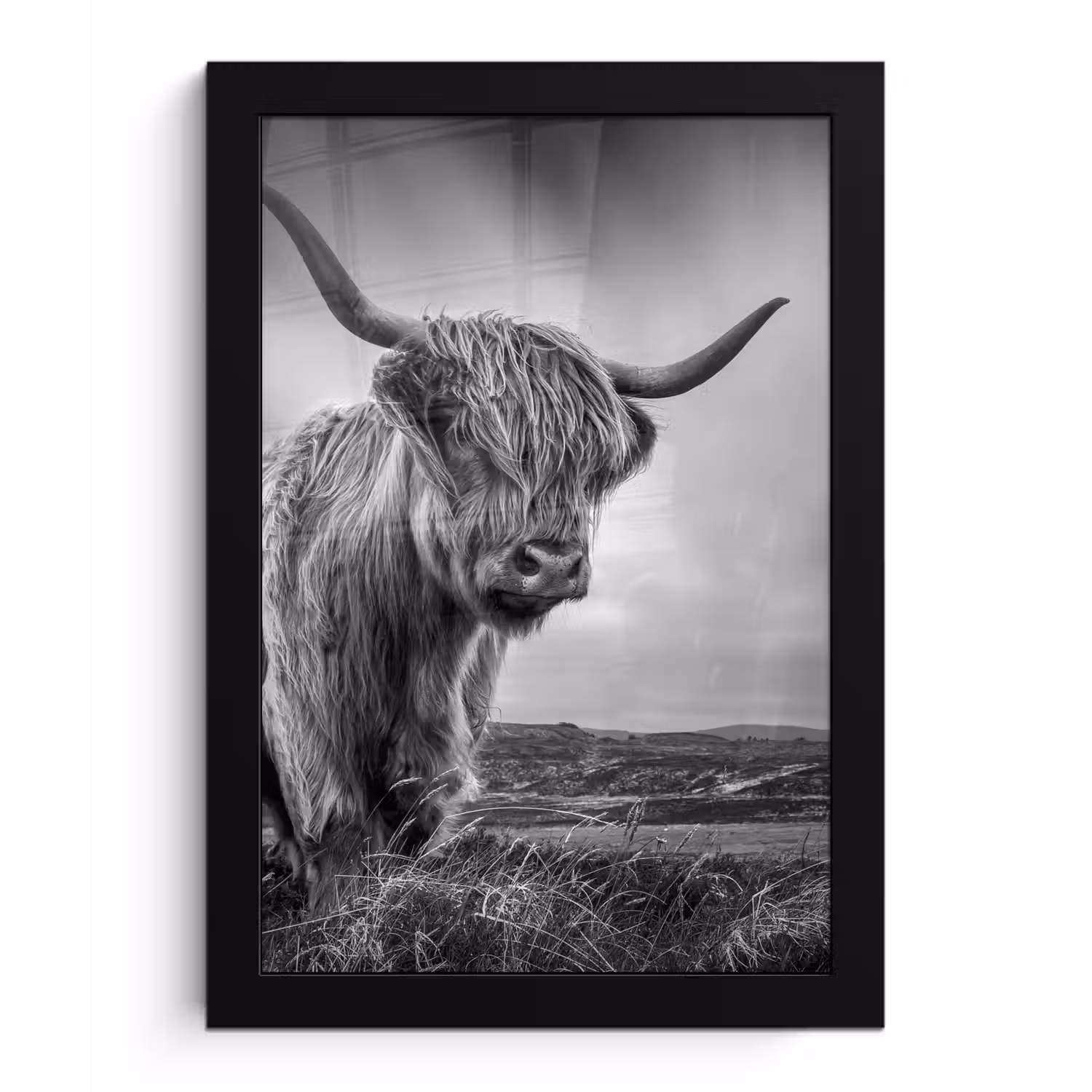 Koeien - Schotse hooglander - Natuur - Dieren - Zwart wit fotolijst zwart zonder passe partout klein -3d