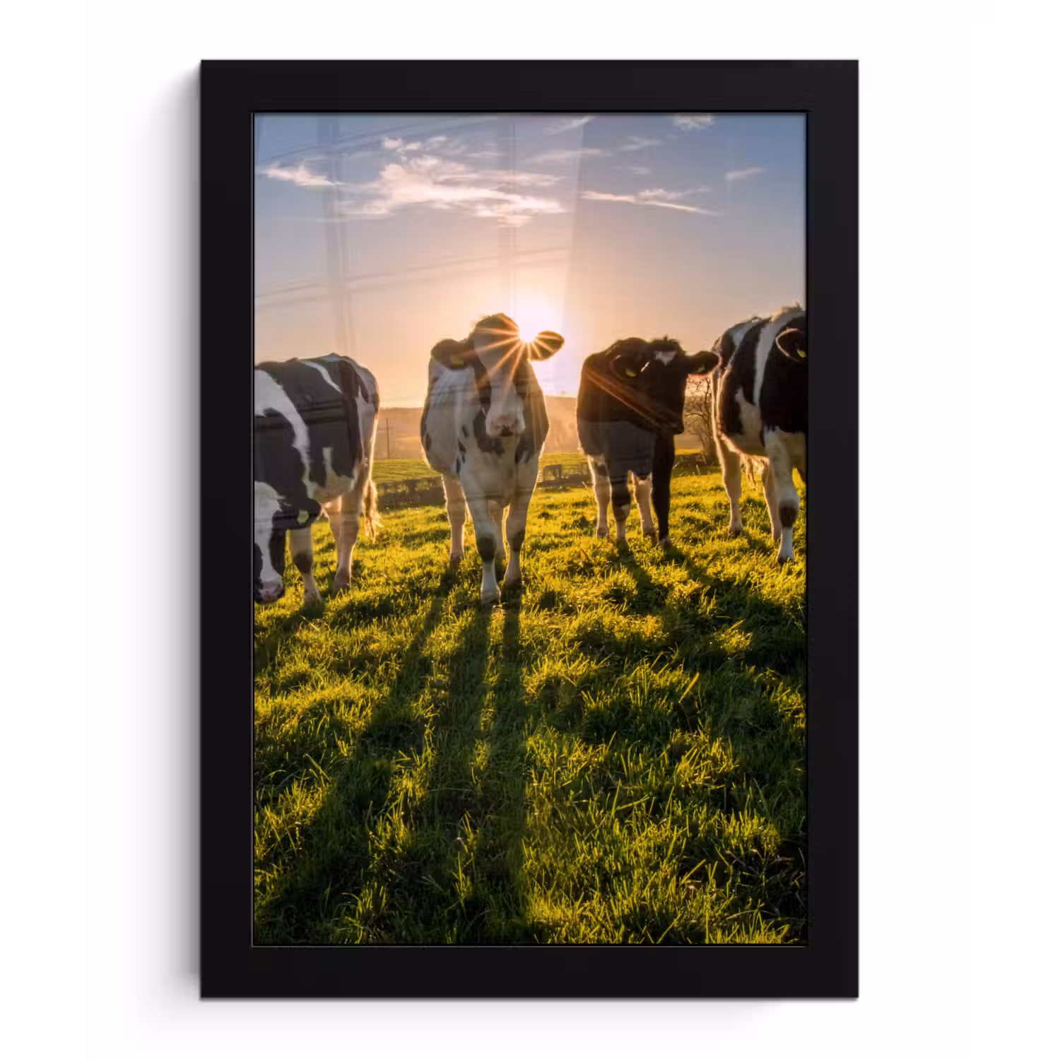 Koeien - Zon - Gras - Dieren - Boerderij fotolijst zwart zonder passe partout klein -3d