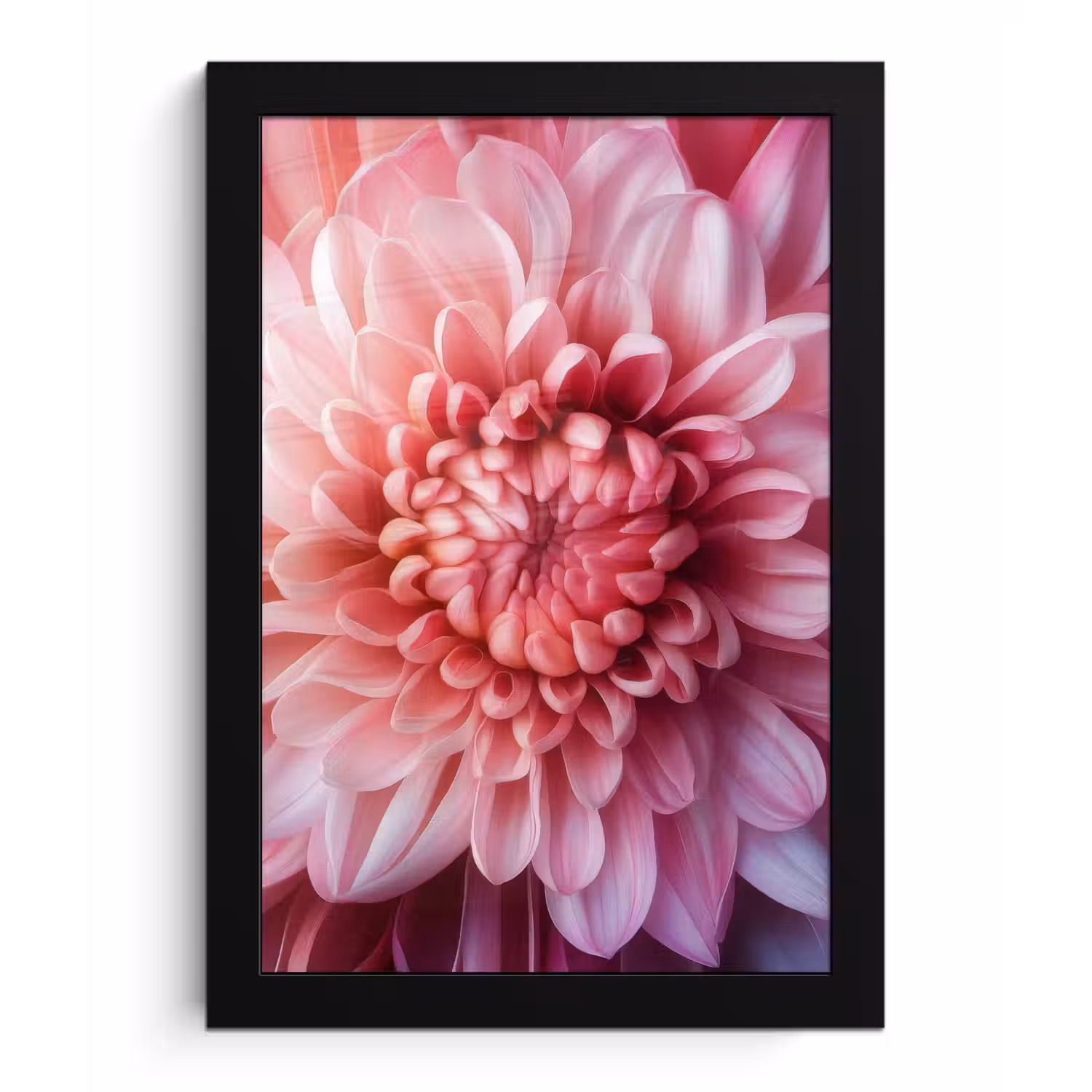 Dahlia - Bloem - Close up - Roze fotolijst zwart zonder passe partout klein -3d