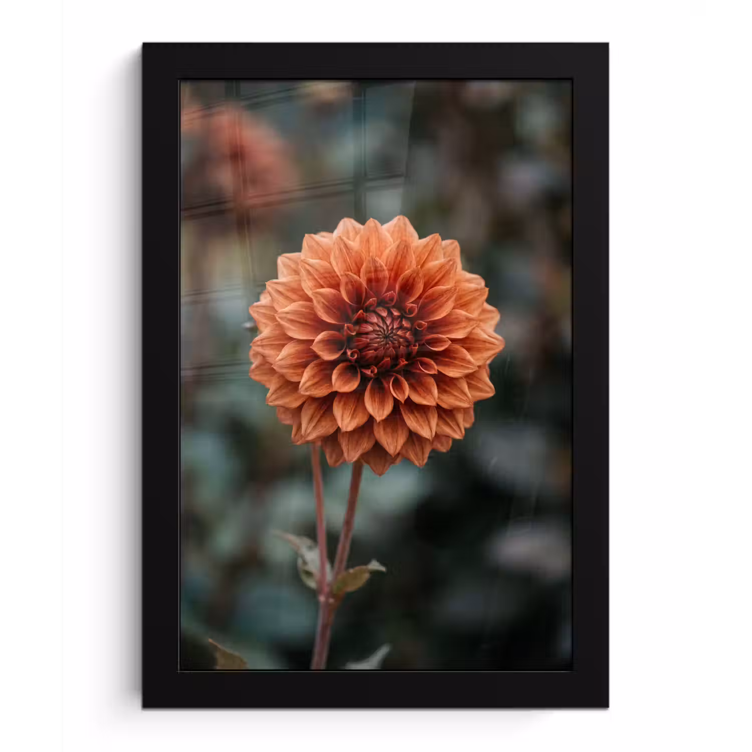 Dahlia - Bloem - Natuur - Sfeervol fotolijst zwart zonder passe partout klein -3d