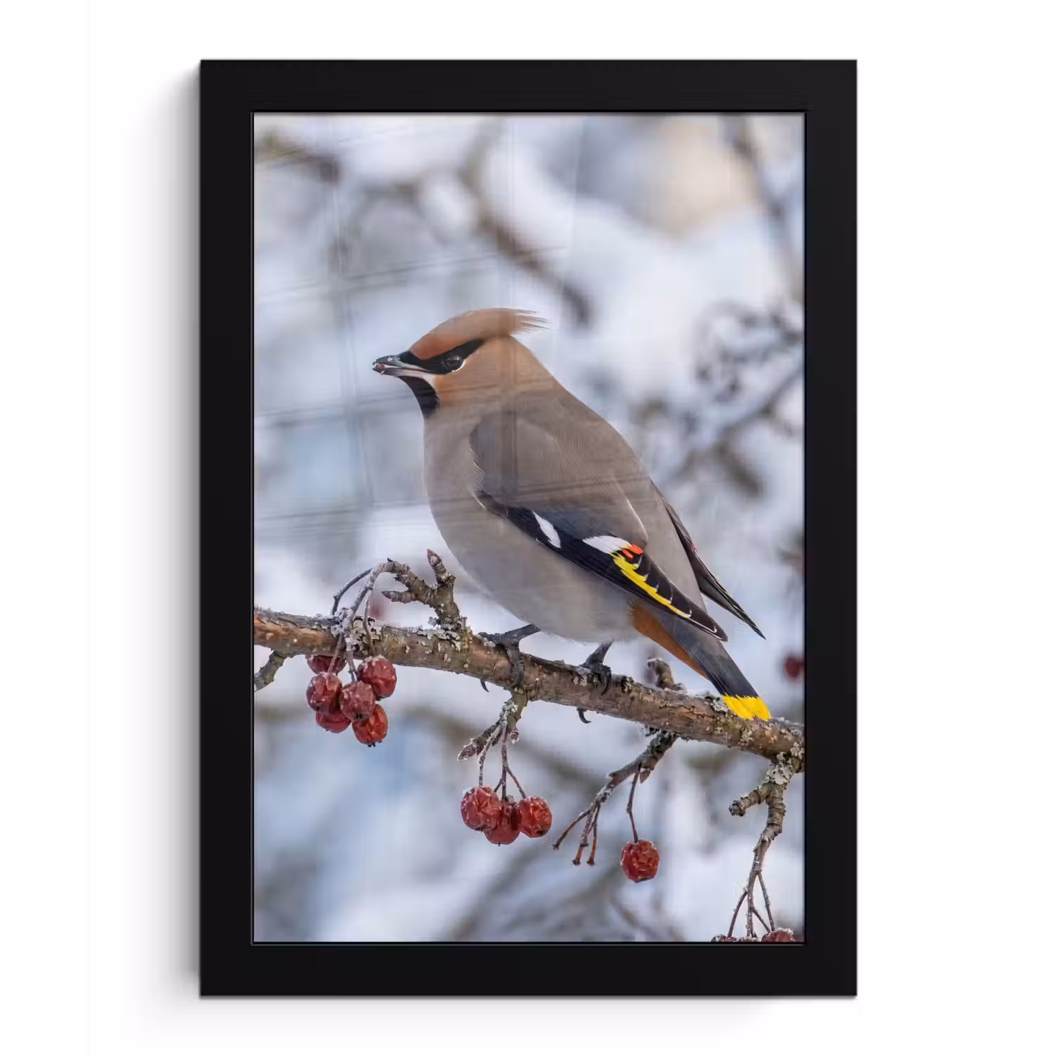 Pestvogel - Bessen - Winter - Natuur fotolijst zwart zonder passe partout klein -3d
