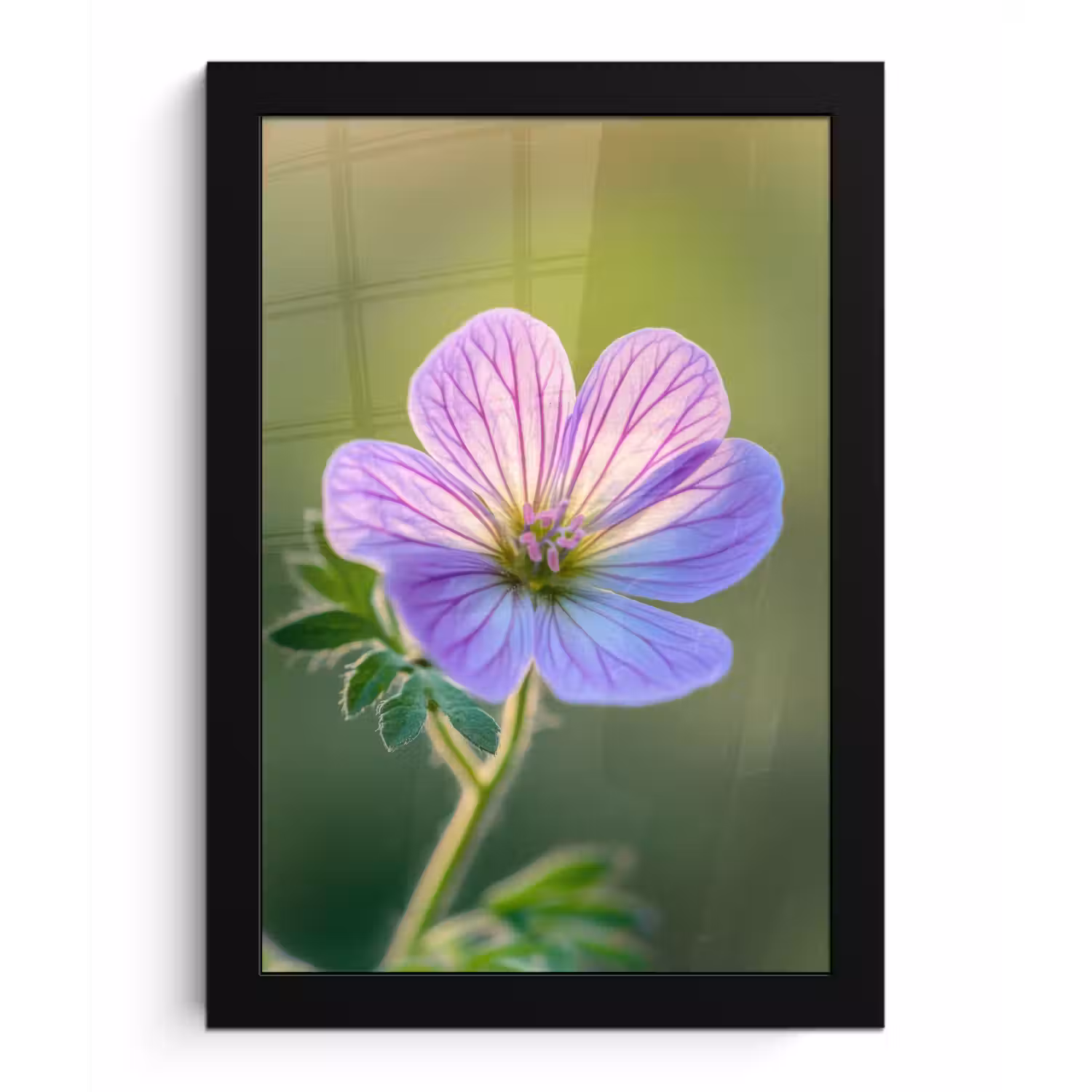Bloem - Close up - Paars fotolijst zwart zonder passe partout klein -3d