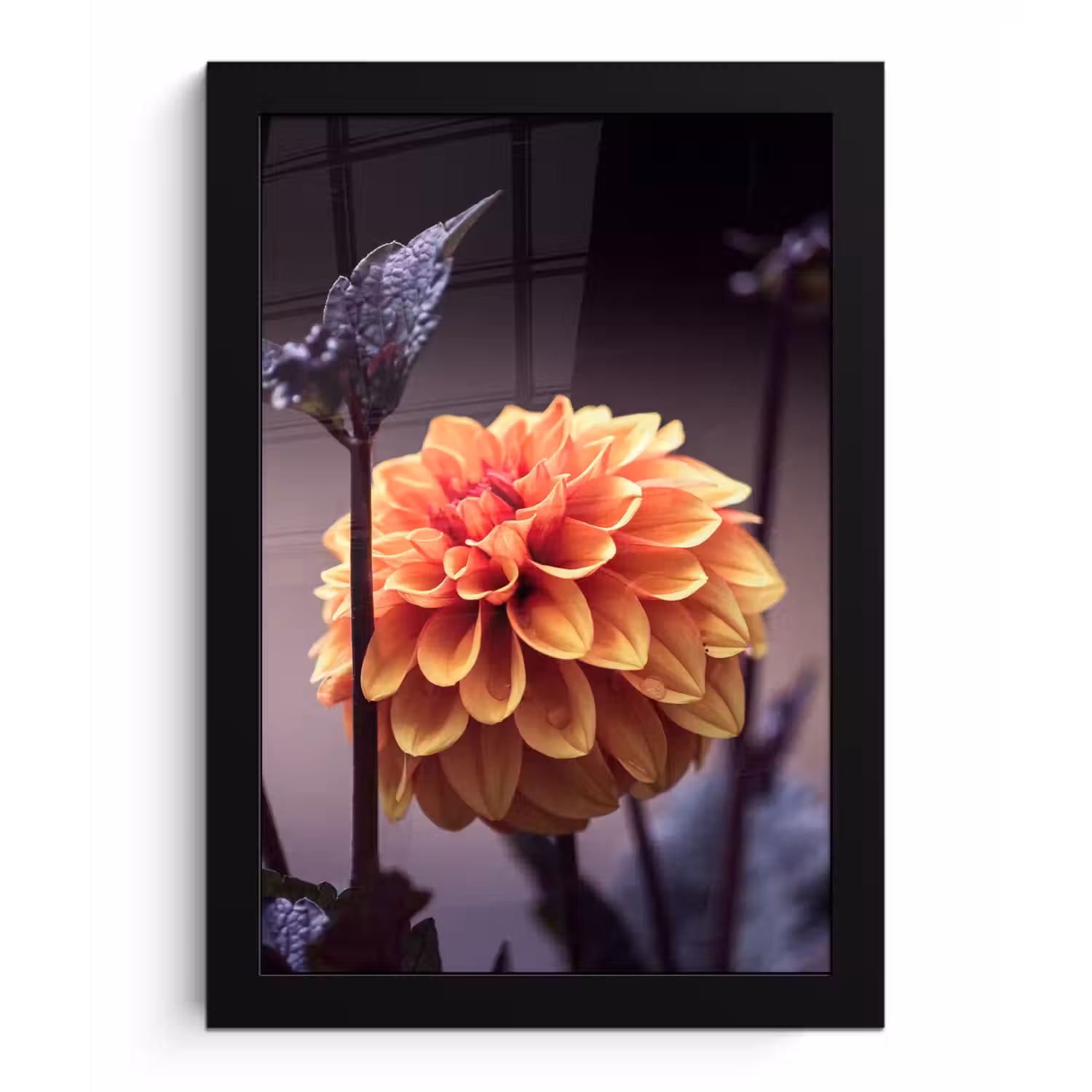 Bloemen - Chrysant - Macro - Planten fotolijst zwart zonder passe partout klein -3d
