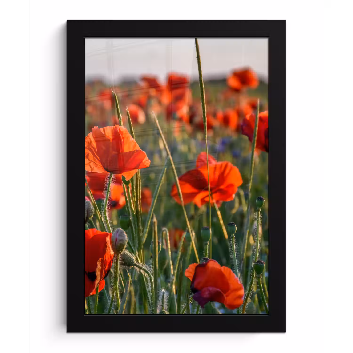 Bloemen - Klaprozen - Natuur - Rood fotolijst zwart zonder passe partout klein -3d