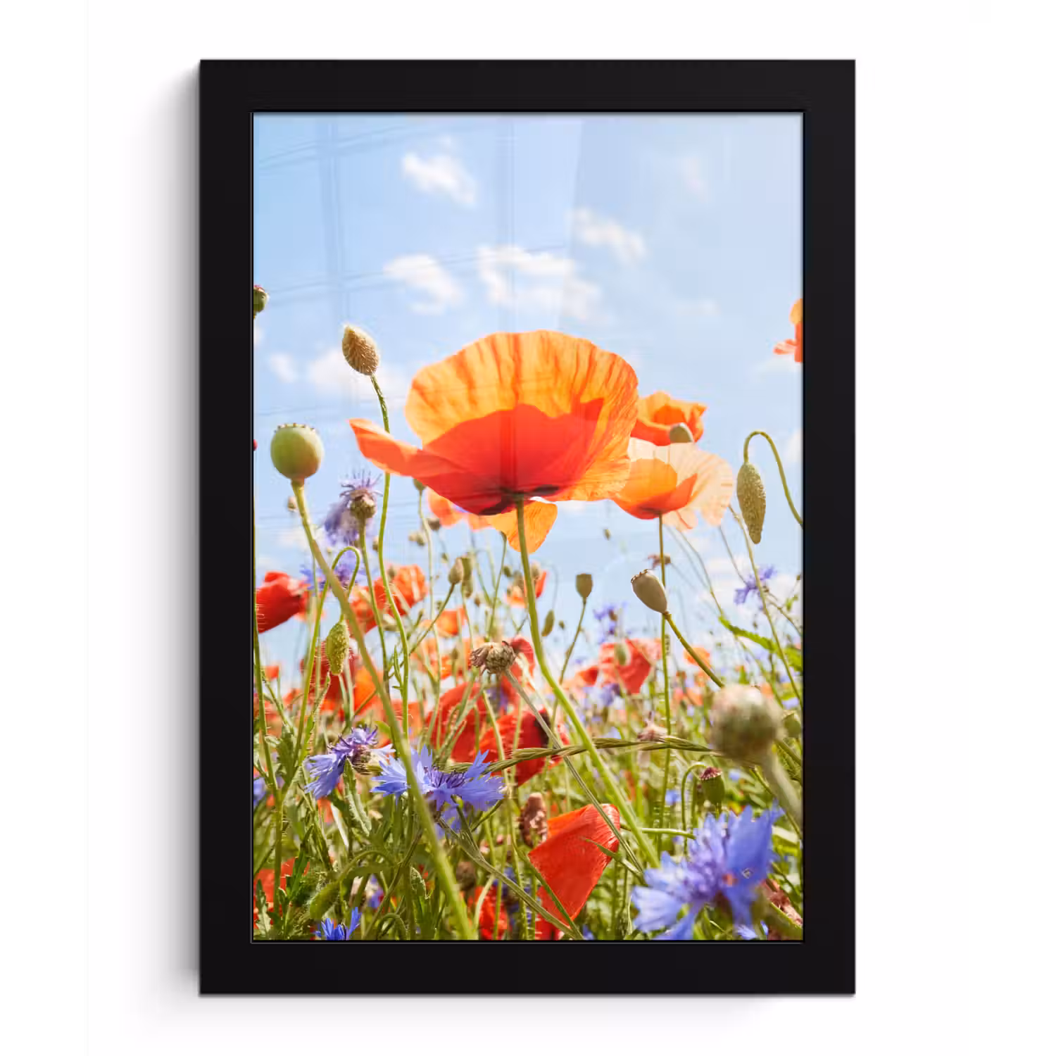 Bloemen - Klaproos - Lente - Natuur - Rood - Blauw fotolijst zwart zonder passe partout klein -3d
