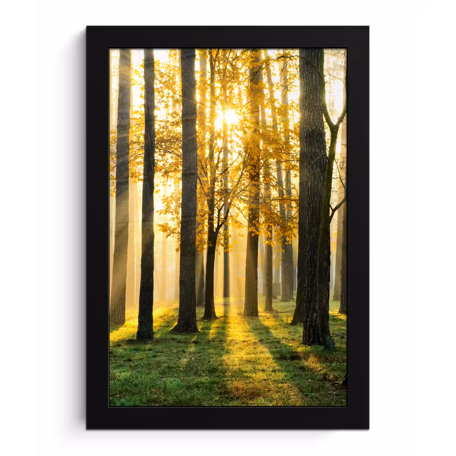 Bos - Zon - Bomen - Gras - Landschap - Natuur fotolijst zwart zonder passe partout klein -3d