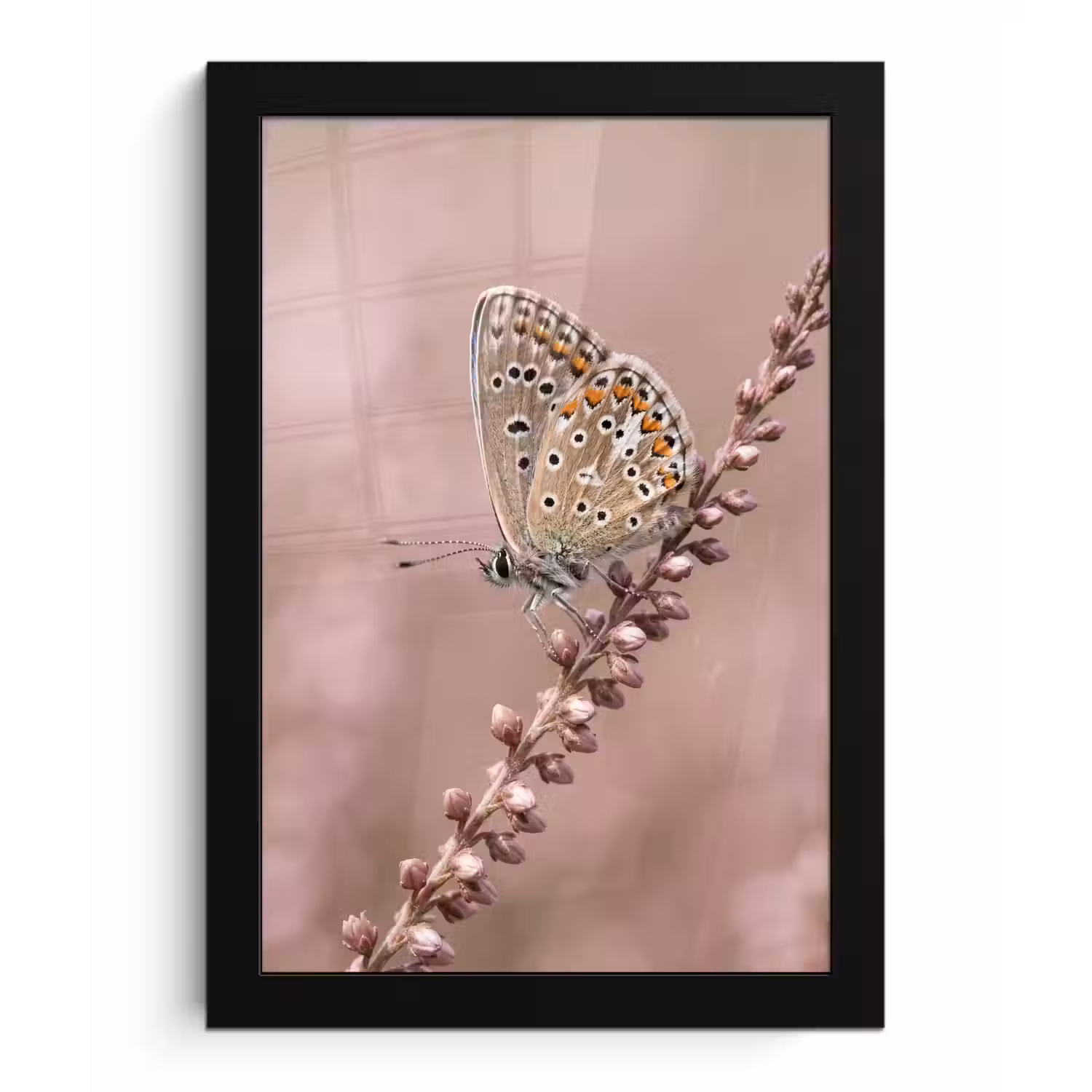 Lavendel - Vlinder - Paars fotolijst zwart zonder passe partout klein -3d