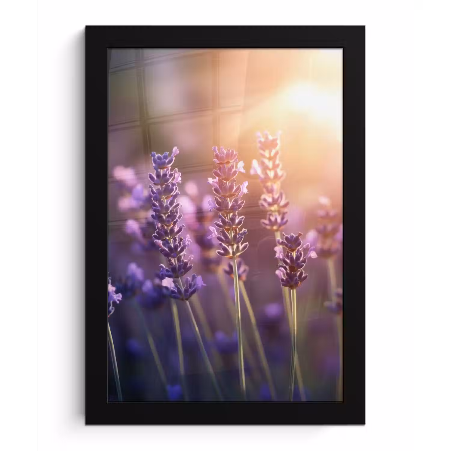 Lavendelbloemen - Paars - Zonlicht fotolijst zwart zonder passe partout klein -3d