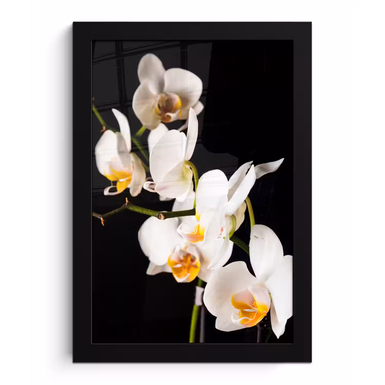 Orchidee - Bloemen - Planten - Botanisch fotolijst zwart zonder passe partout klein -3d