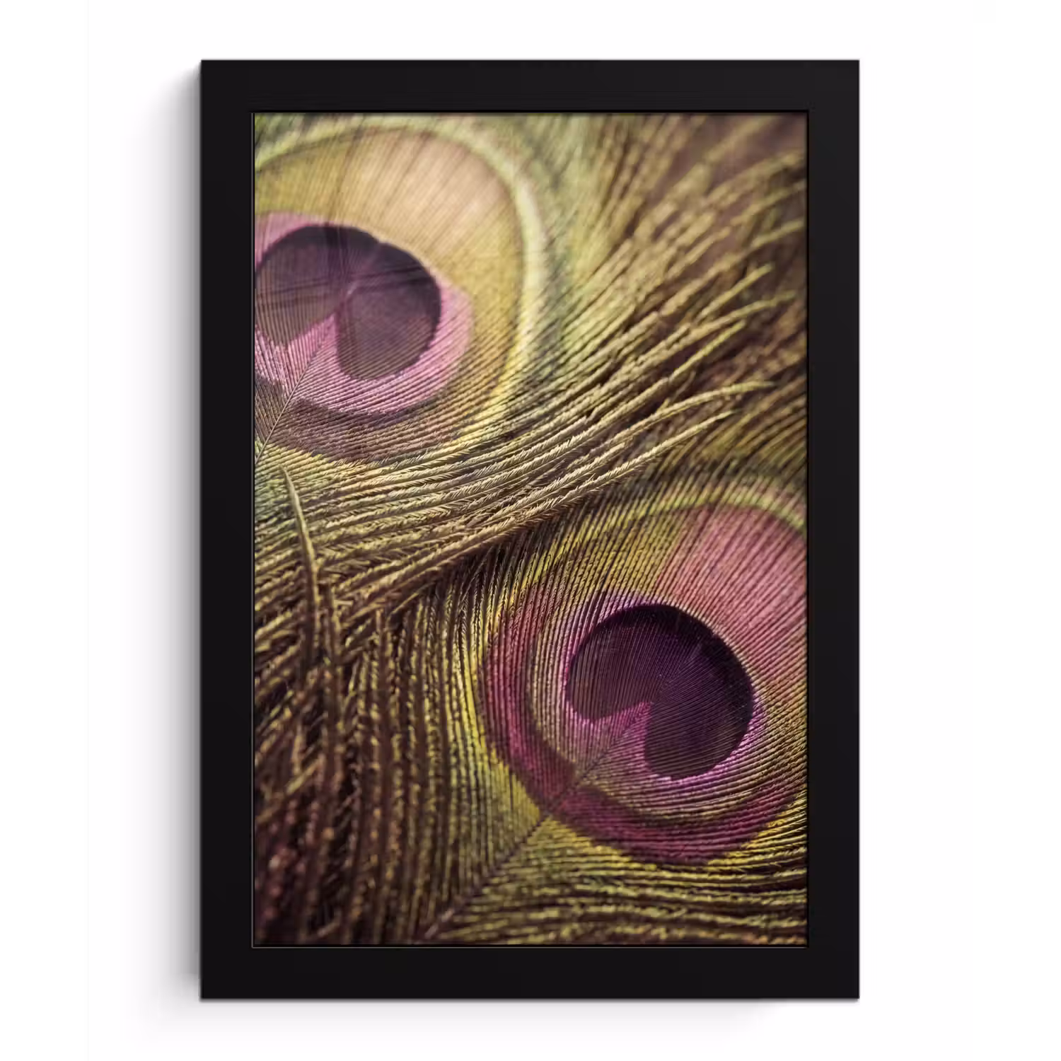 Pauw - Veren - Paars - Groen fotolijst zwart zonder passe partout klein -3d