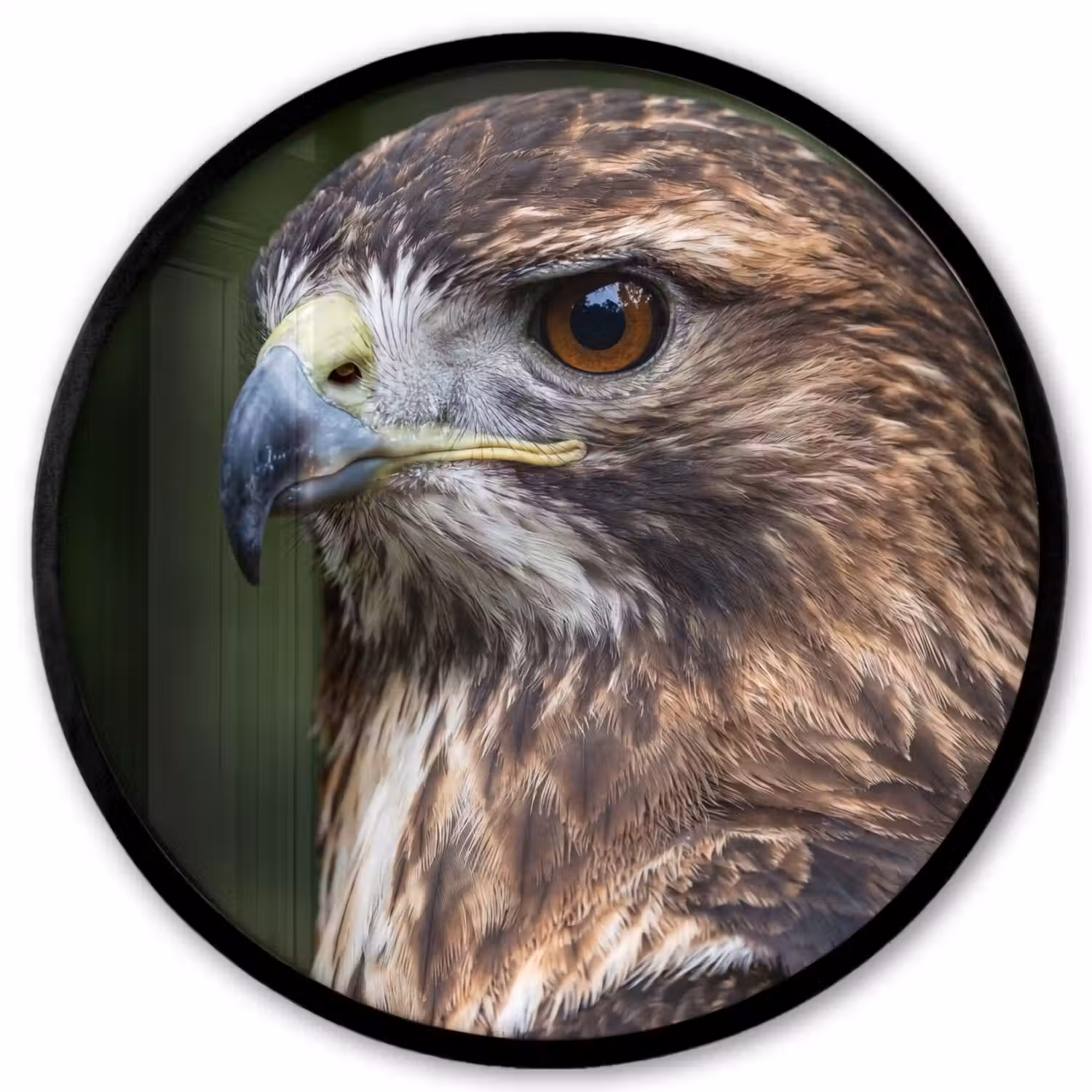 Buizerd - Roofvogel - Natuur - Bruin Fotolijst rond zonder passe partout klein -3d