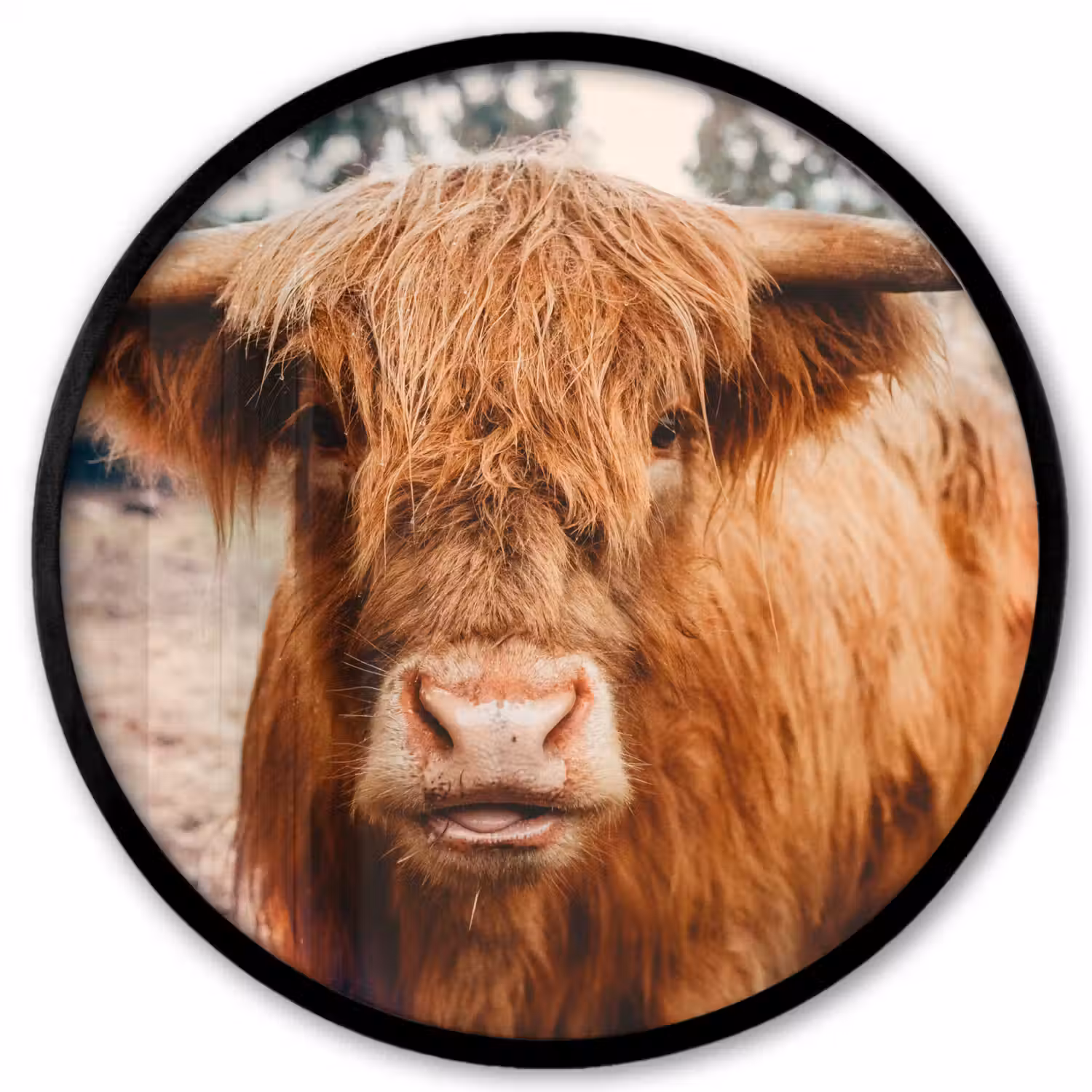 Koe- Schotse hooglander - Hoorns - Bruin - Landschap Fotolijst rond zonder passe partout klein -3d