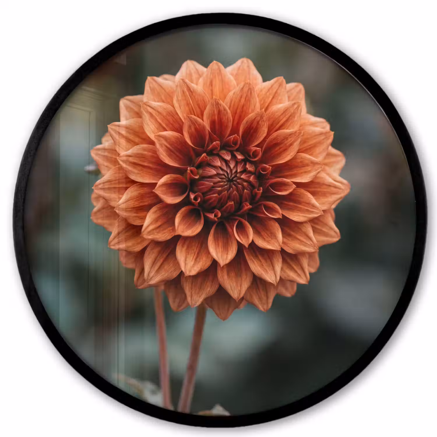 Dahlia - Bloem - Natuur - Sfeervol Fotolijst rond zonder passe partout klein -3d