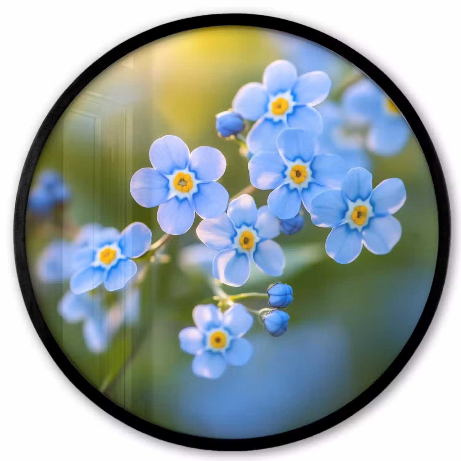 Bloemetjes - Blauw - Vergeet mij nietjes Fotolijst rond zonder passe partout klein -3d