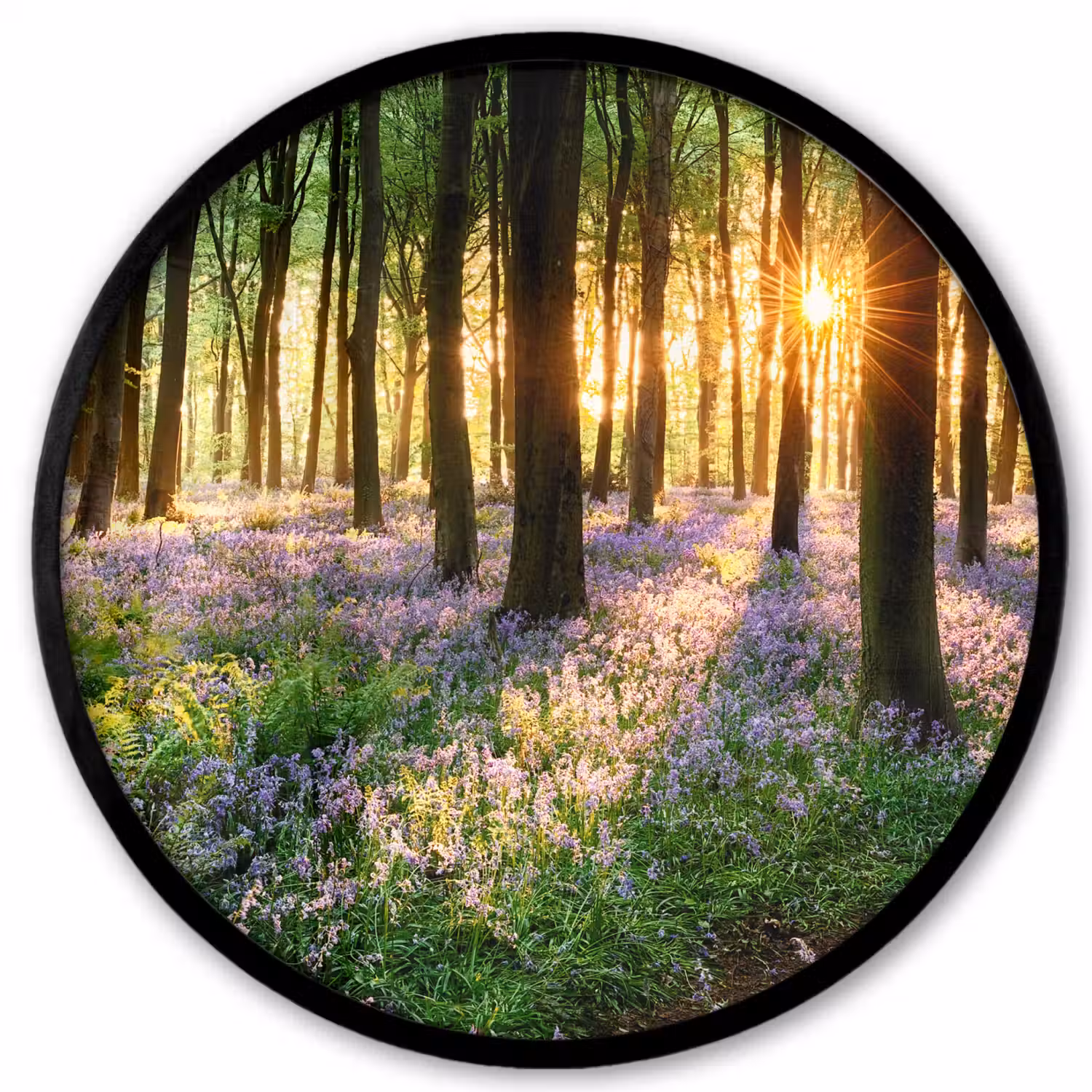 Bos - Bloemen - Lavendel - Zon - Paars - Natuur Fotolijst rond zonder passe partout klein -3d