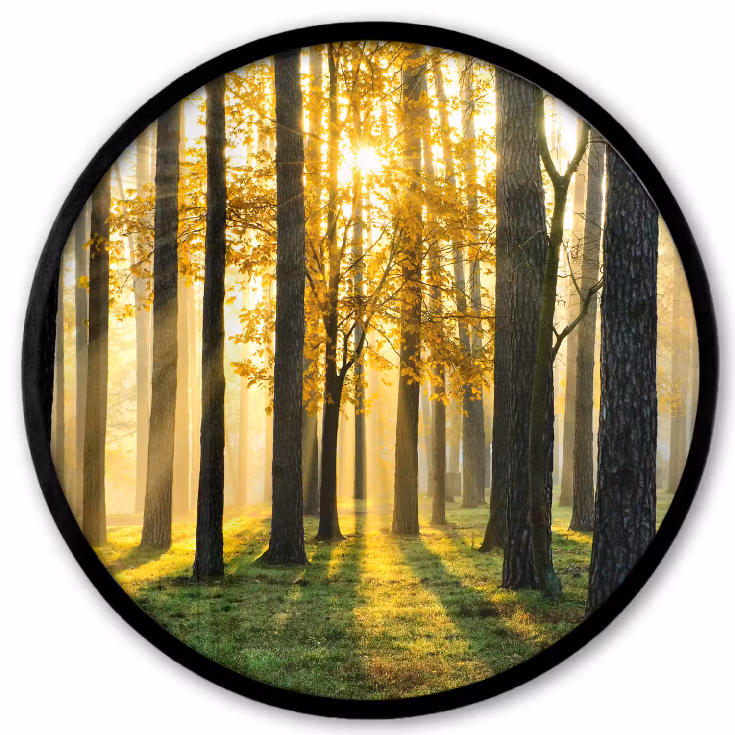 Bos - Zon - Bomen - Gras - Landschap - Natuur Fotolijst rond zonder passe partout klein -3d