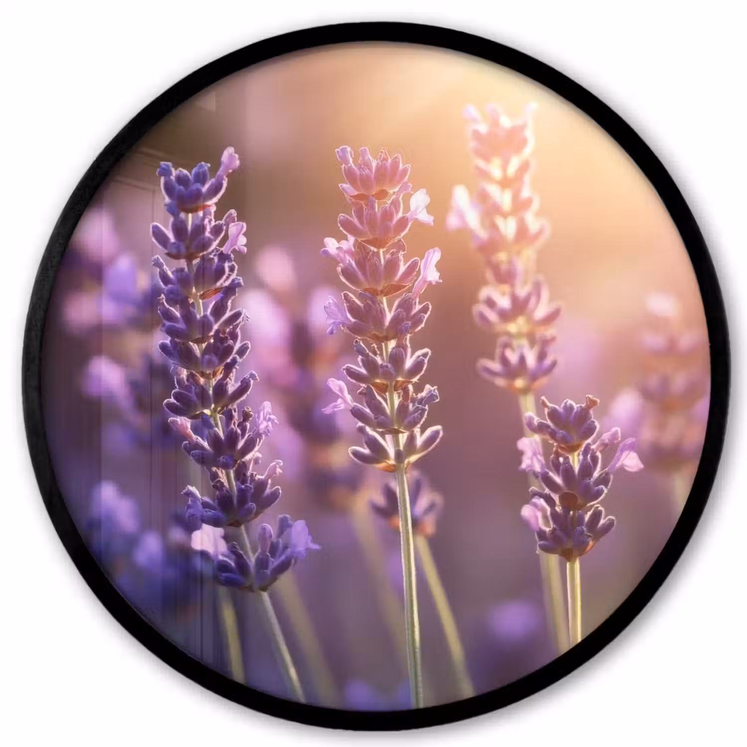 Lavendelbloemen - Paars - Zonlicht Fotolijst rond zonder passe partout klein -3d