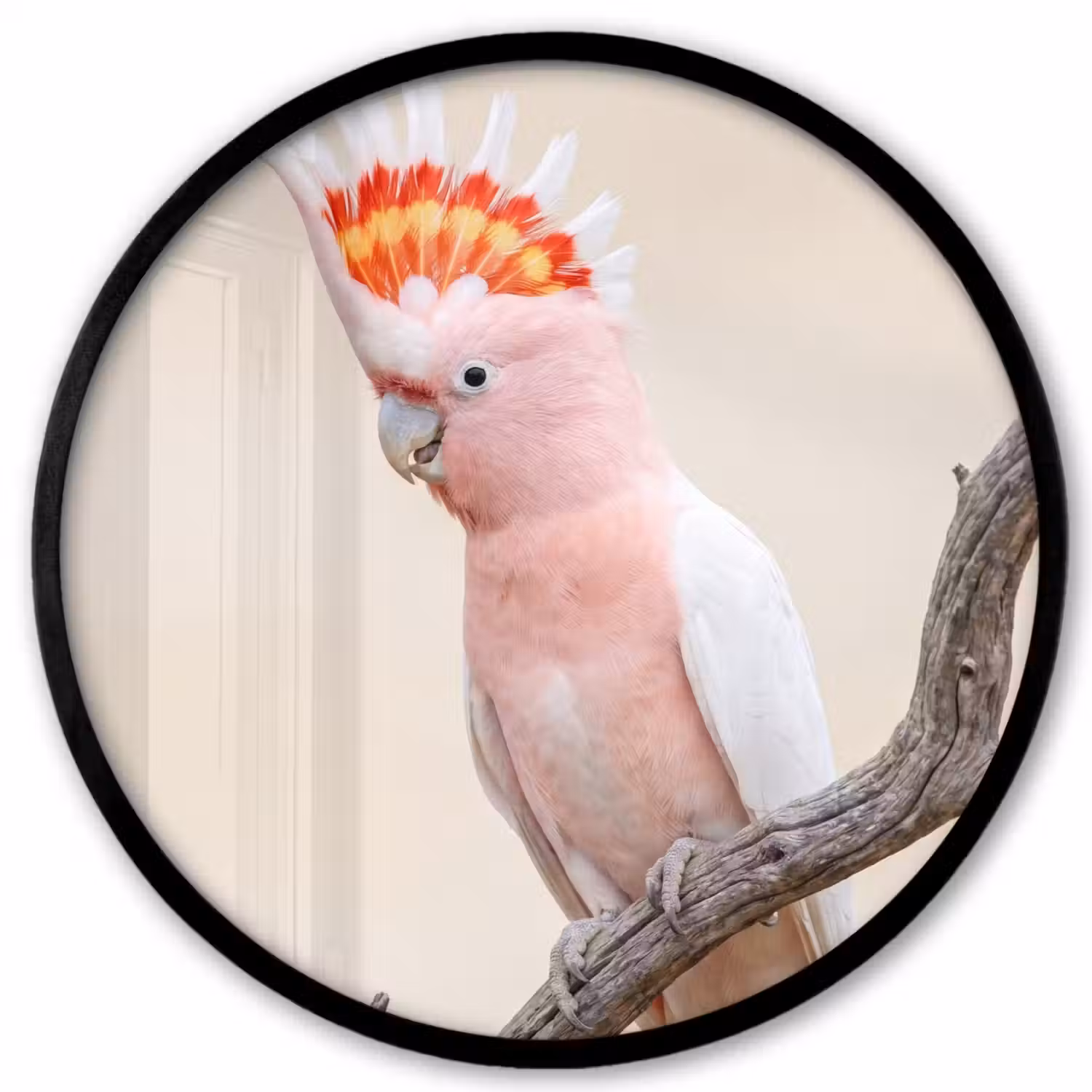 Papagaai - Tak - Roze Fotolijst rond zonder passe partout klein -3d