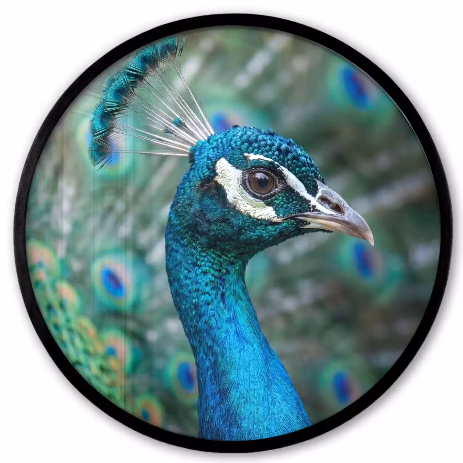 Pauw - Veren - Blauw Fotolijst rond zonder passe partout klein -3d