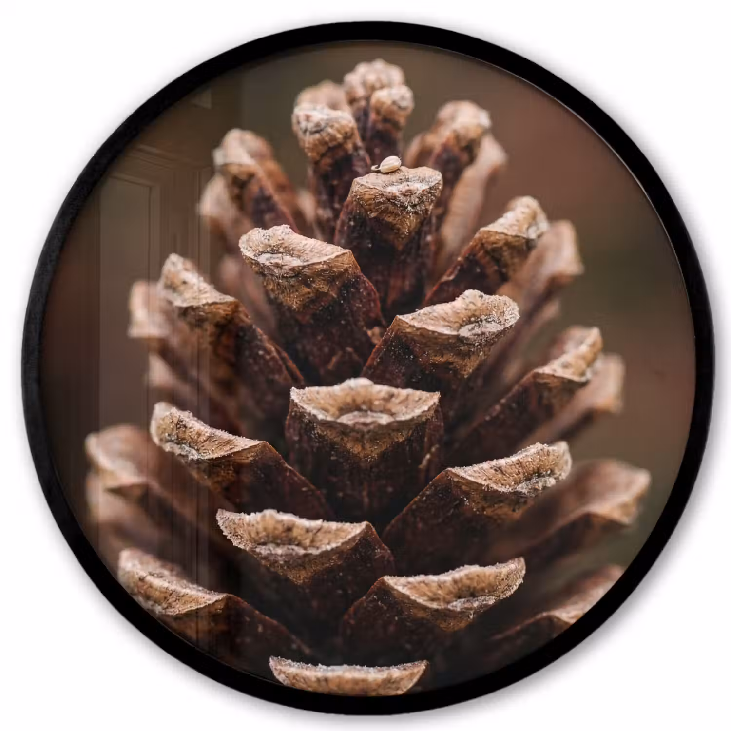 Dennenappel - Bos - Herfst - Bruin - Sfeervol Fotolijst rond zonder passe partout klein -3d