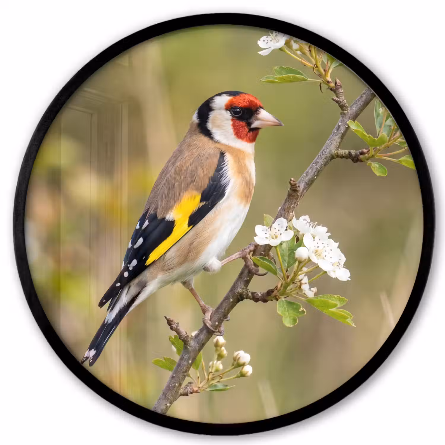 Putter - Bloesem - Lente - Natuur - Kleurrijk Fotolijst rond zonder passe partout klein -3d