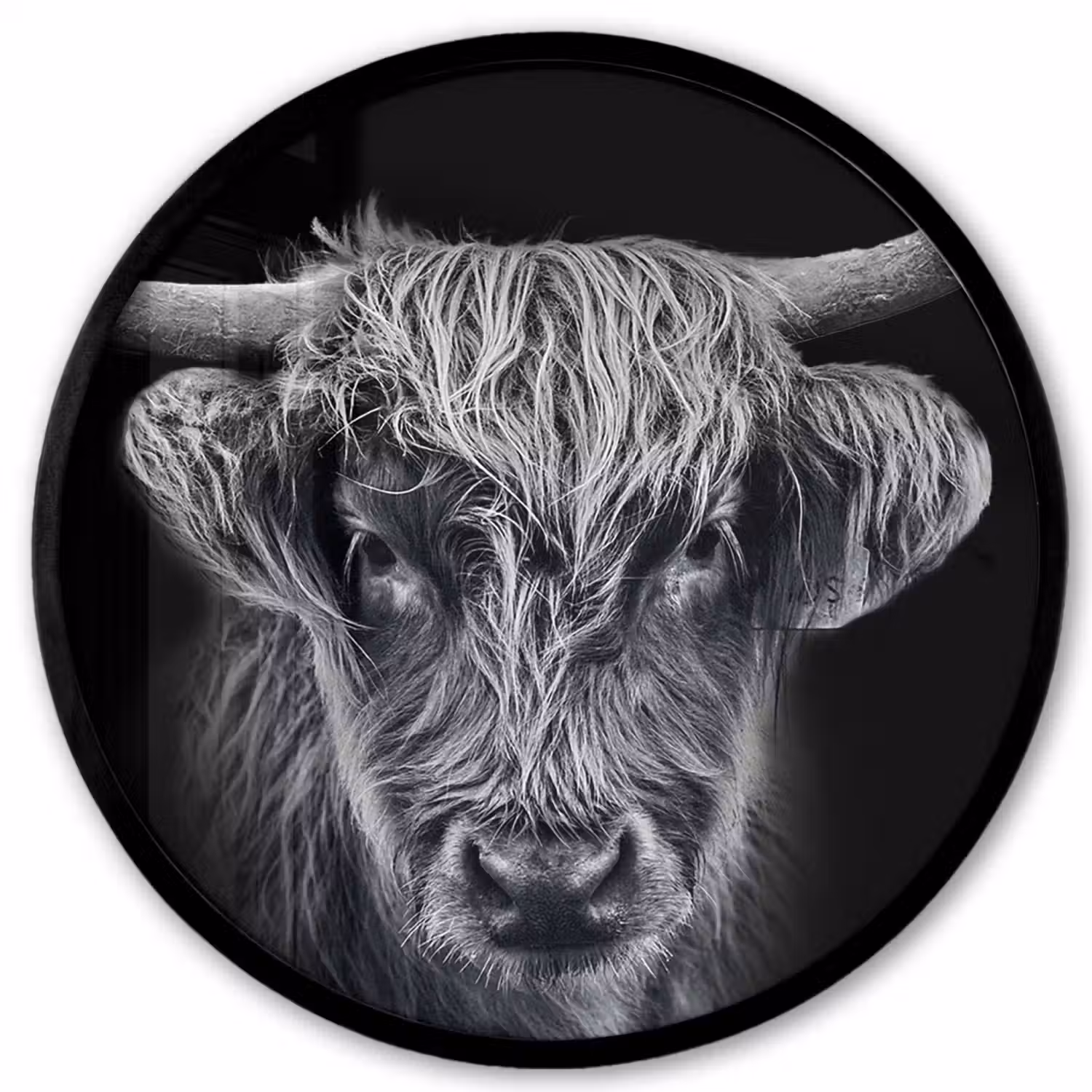 Schotse hooglander - Zwart - Koe - Dieren Fotolijst rond zonder passe partout klein -3d