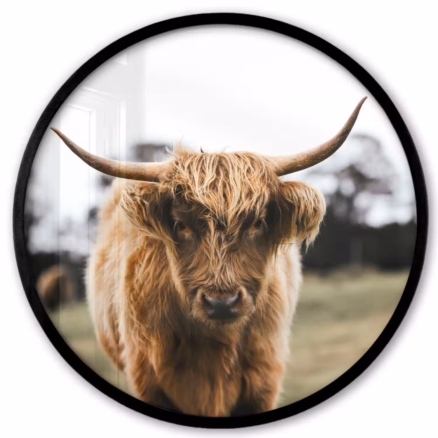 Schotse Hooglander - Koe - Gras - Dieren - Natuur Fotolijst rond zonder passe partout klein -3d