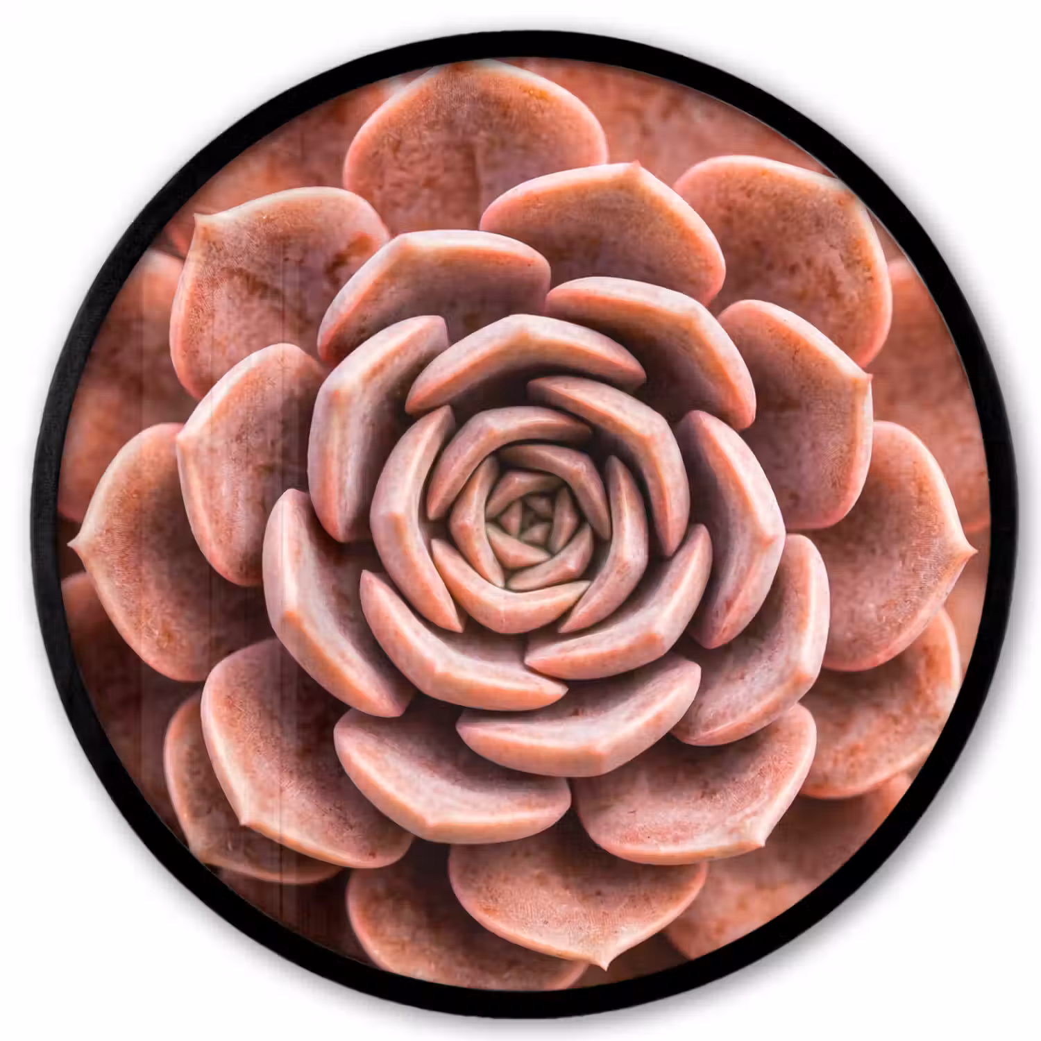 Vetplant - Organisch - Roze Fotolijst rond zonder passe partout klein -3d