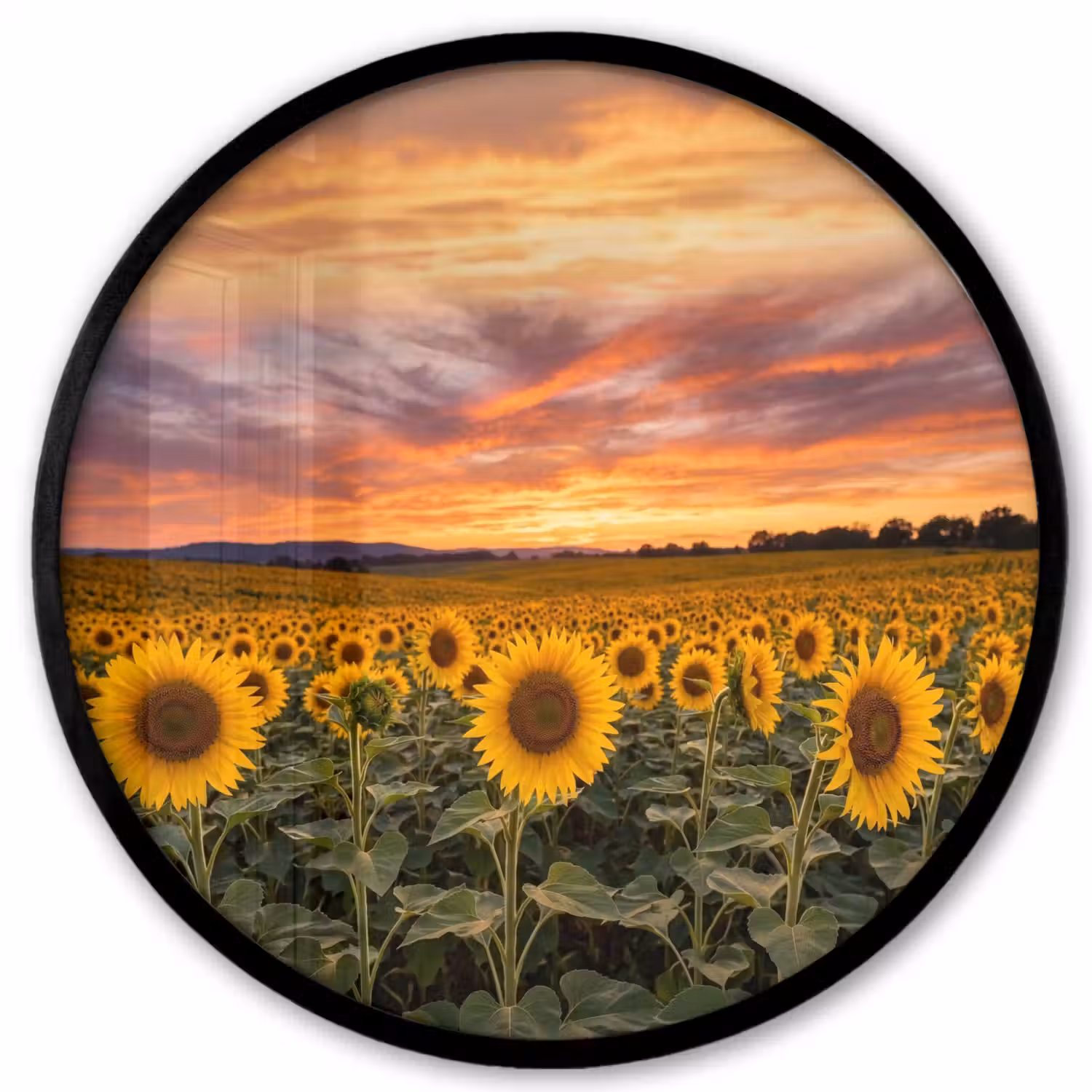 Zonnebloemen - Heuvellandschap - Geel Fotolijst rond zonder passe partout klein -3d