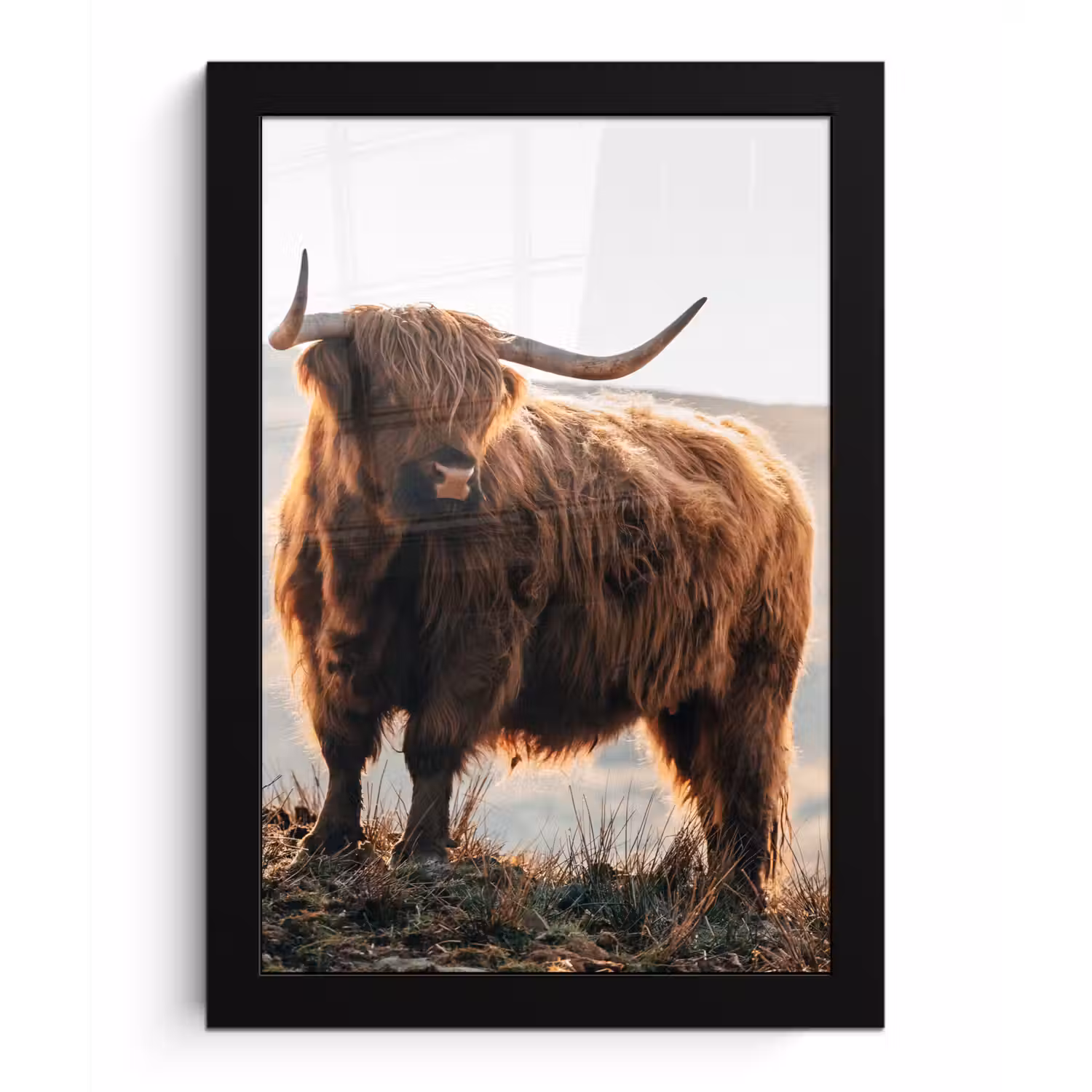 Schotse hooglander - Dieren - Landelijk - Landschap - Koe - Natuur fotolijst zwart zonder passe partout klein -3d