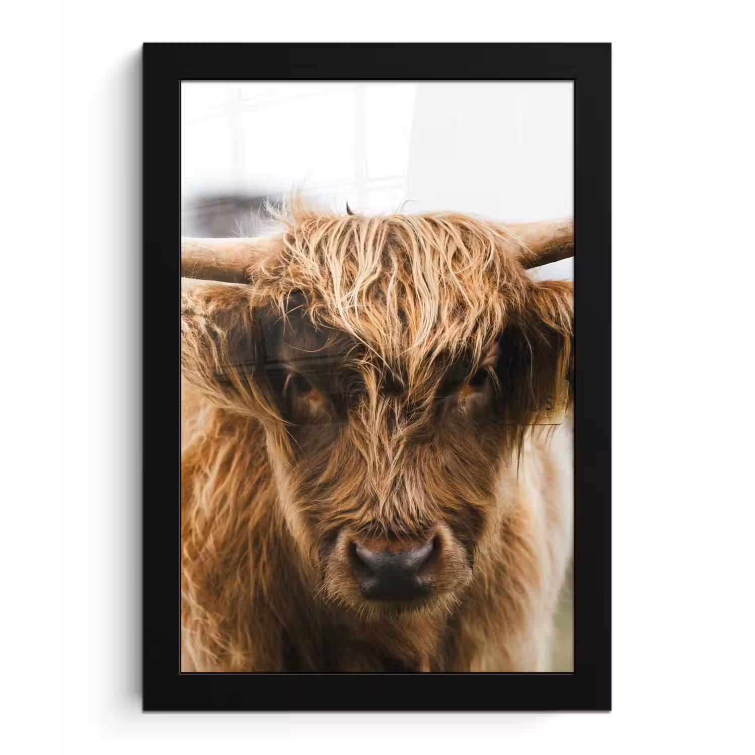 Schotse Hooglander - Koe - Gras - Dieren - Natuur fotolijst zwart zonder passe partout klein -3d