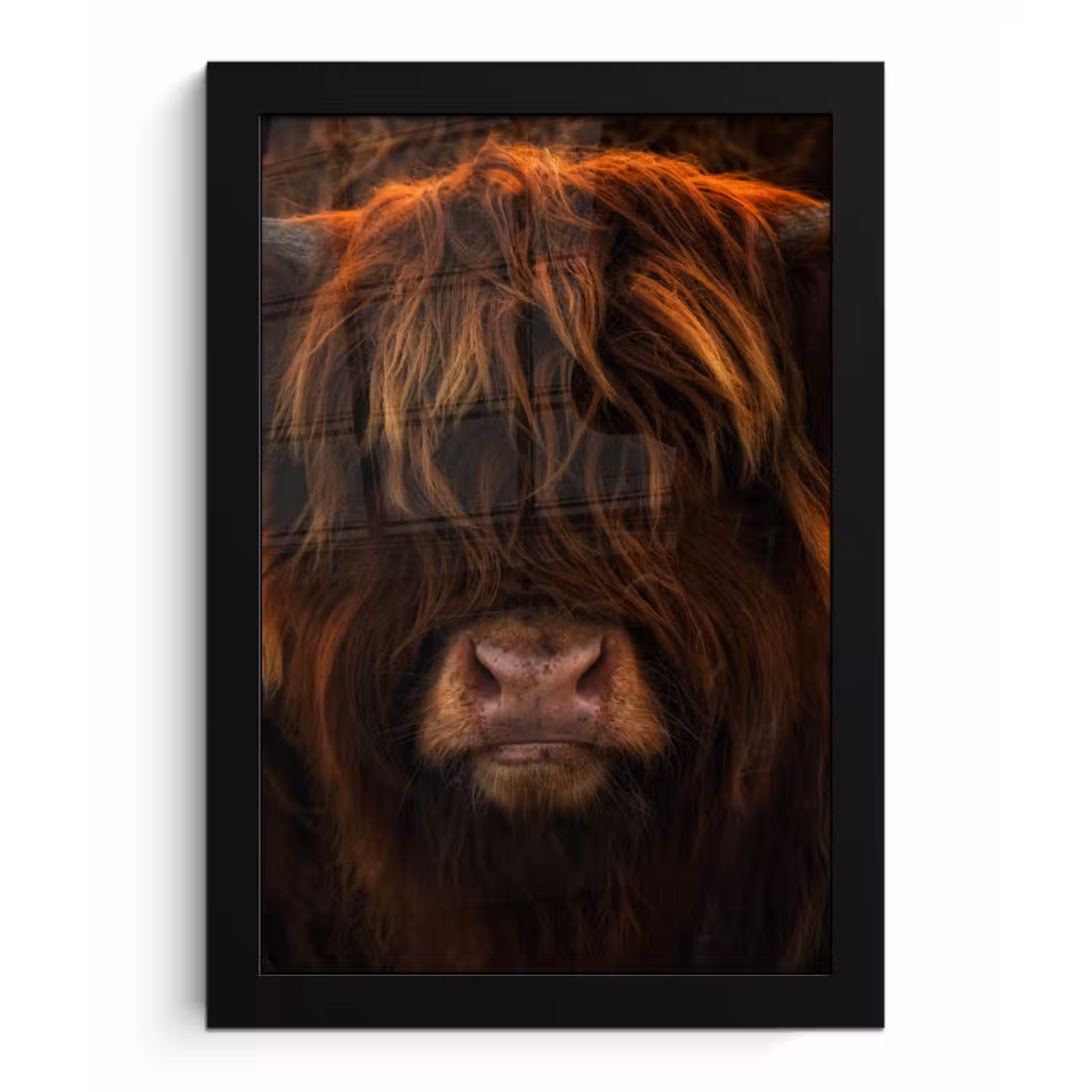 Schotse Hooglander - Koe - Portret - Dieren fotolijst zwart zonder passe partout klein -3d