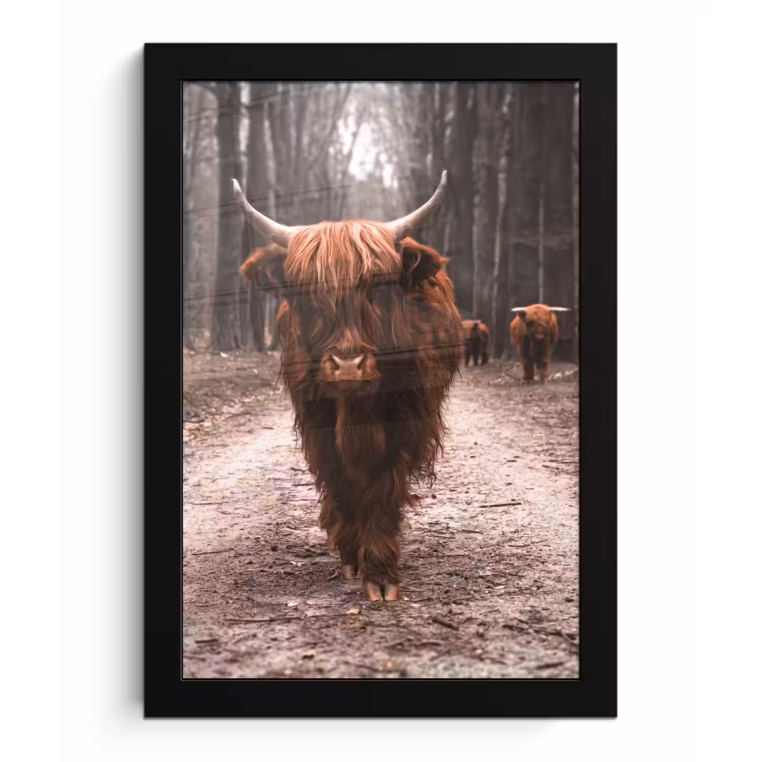 Schotse hooglander - Bos - Koe - Dieren - Natuur fotolijst zwart zonder passe partout klein -3d