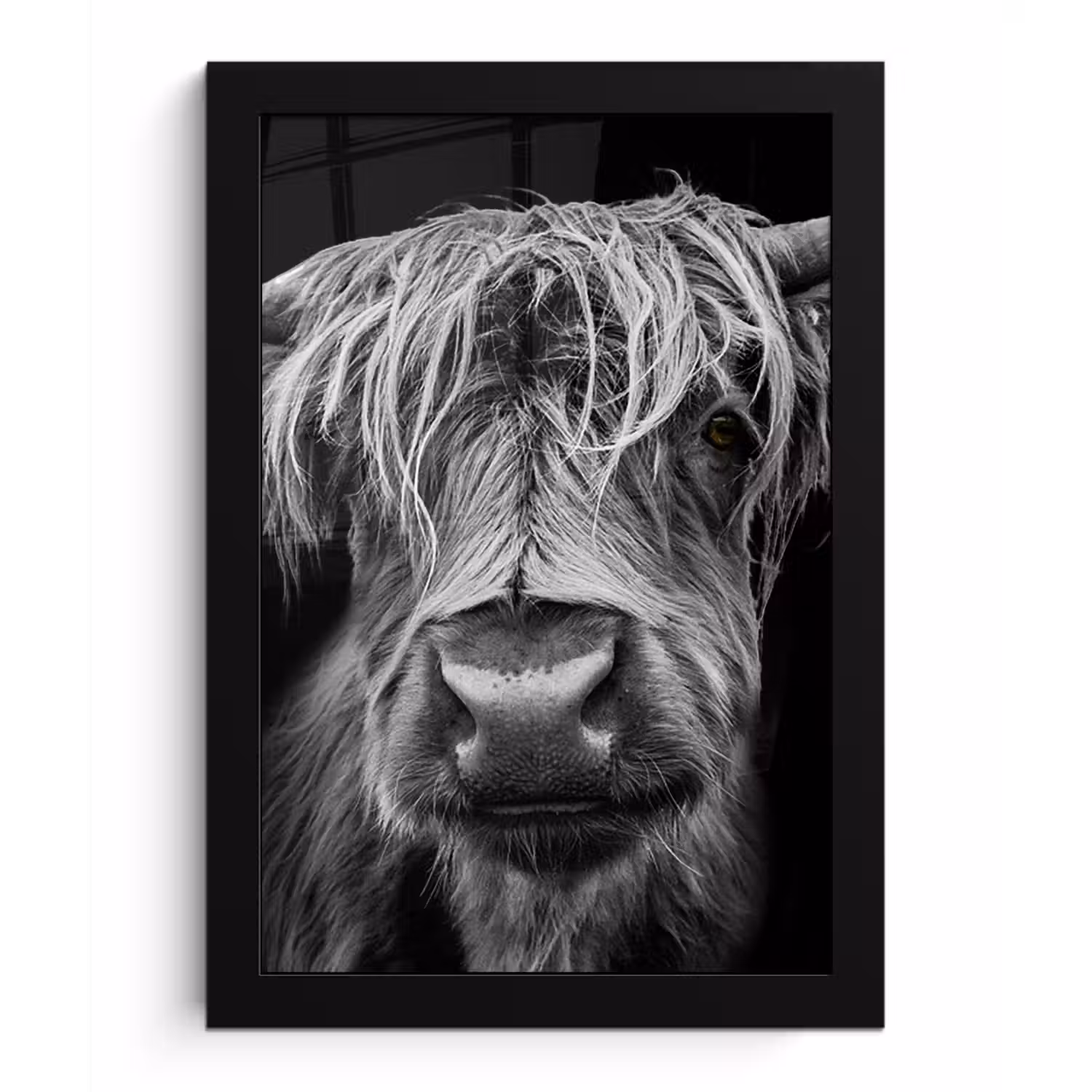 Schotse Hooglander - Horens - Zwart - Wit - Koe - Wild - Dieren fotolijst zwart zonder passe partout klein -3d