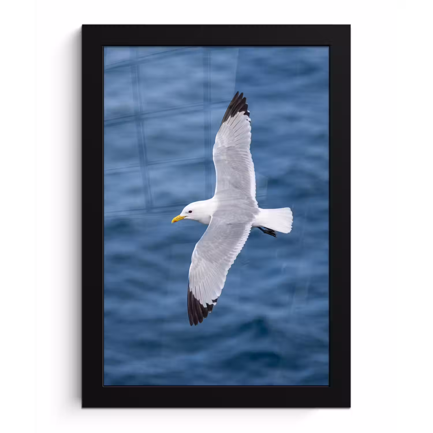 Zeemeeuw - Oceaan - Blauw fotolijst zwart zonder passe partout klein -3d